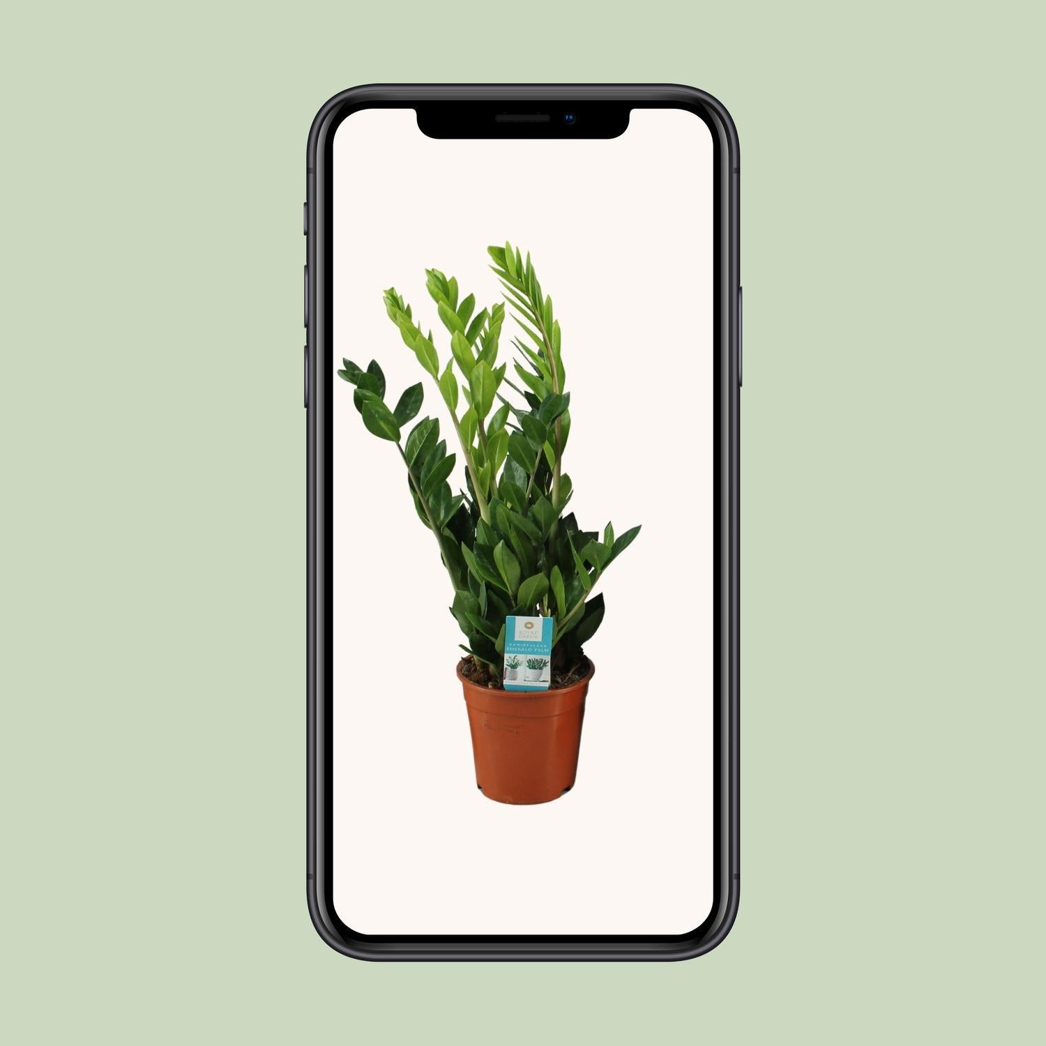 Smaragdpalme - Zamioculcas Zamiifolia - Ø17cm - ↕65cm