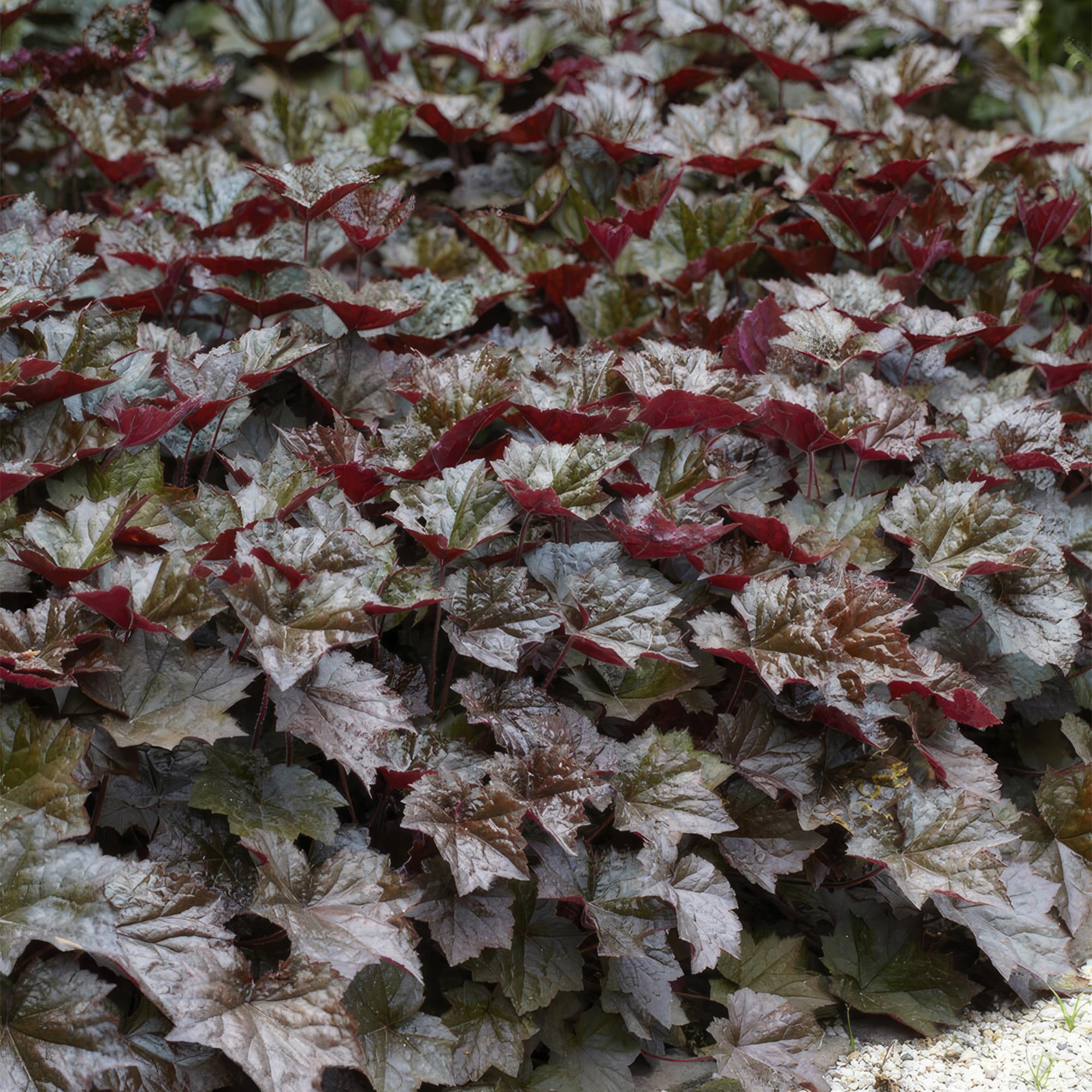 Purpurglöckchen -  Heuchera mic. 'Palace Purple' - ↕25cm - Ø9cm