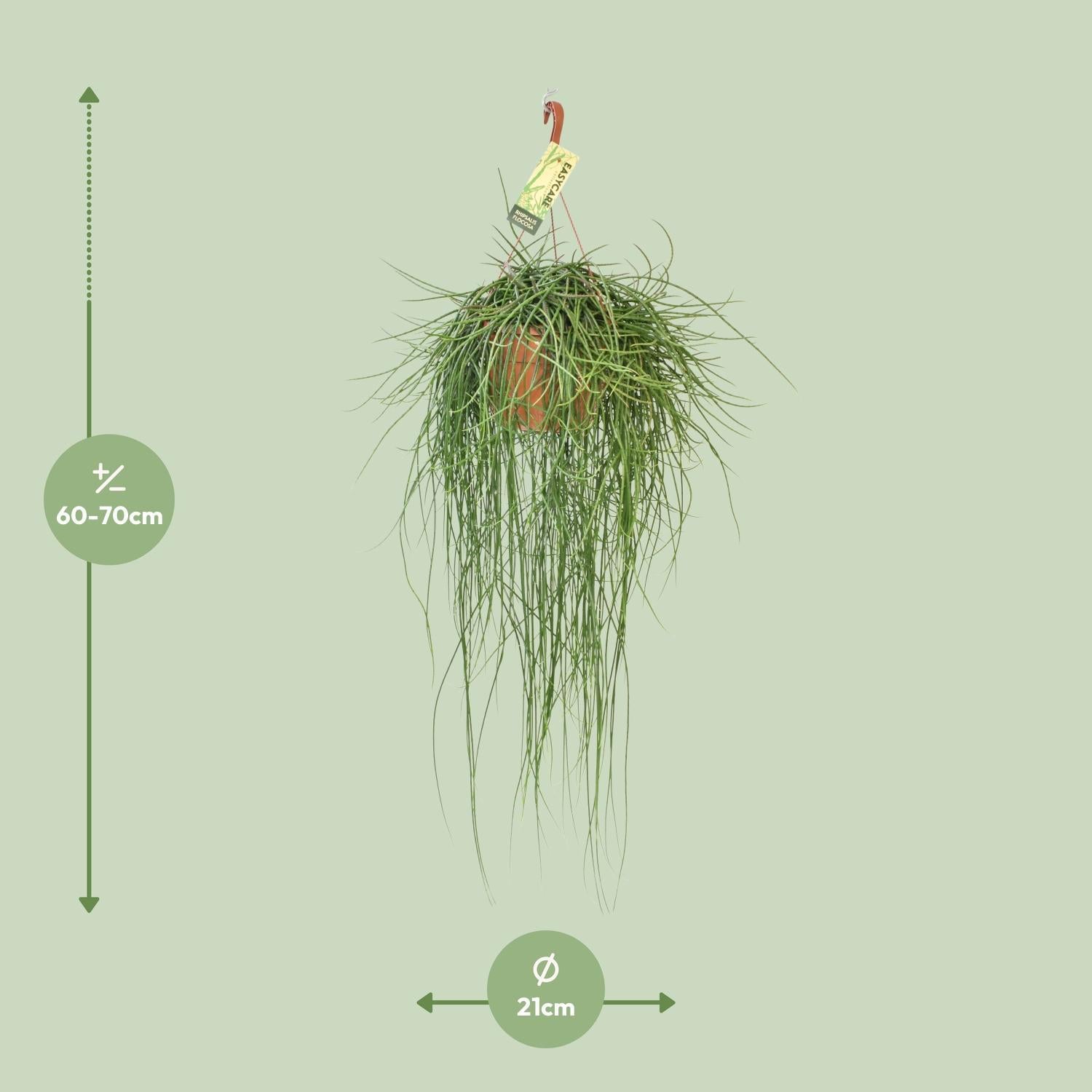 Rhipsalis Floccosa - Ø21cm - ↕70cm