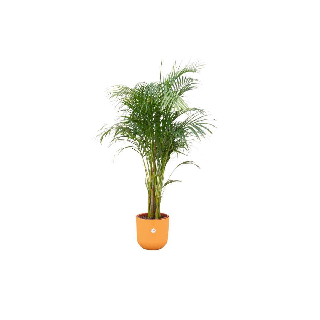 Arecapalme Dypsis lutescens inklusive elho Jazz Round Topf orange  Ø26 - 140 cm