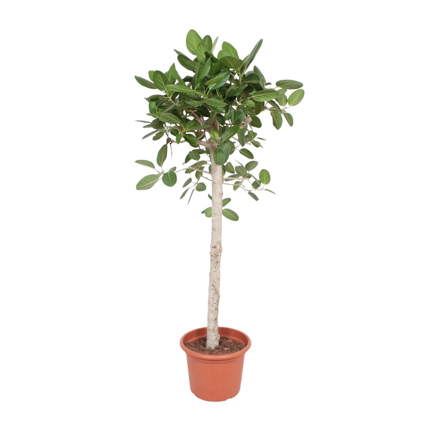 Indischer Banyanbaum Ficus Benghalensis baum - 180 cm - ø40