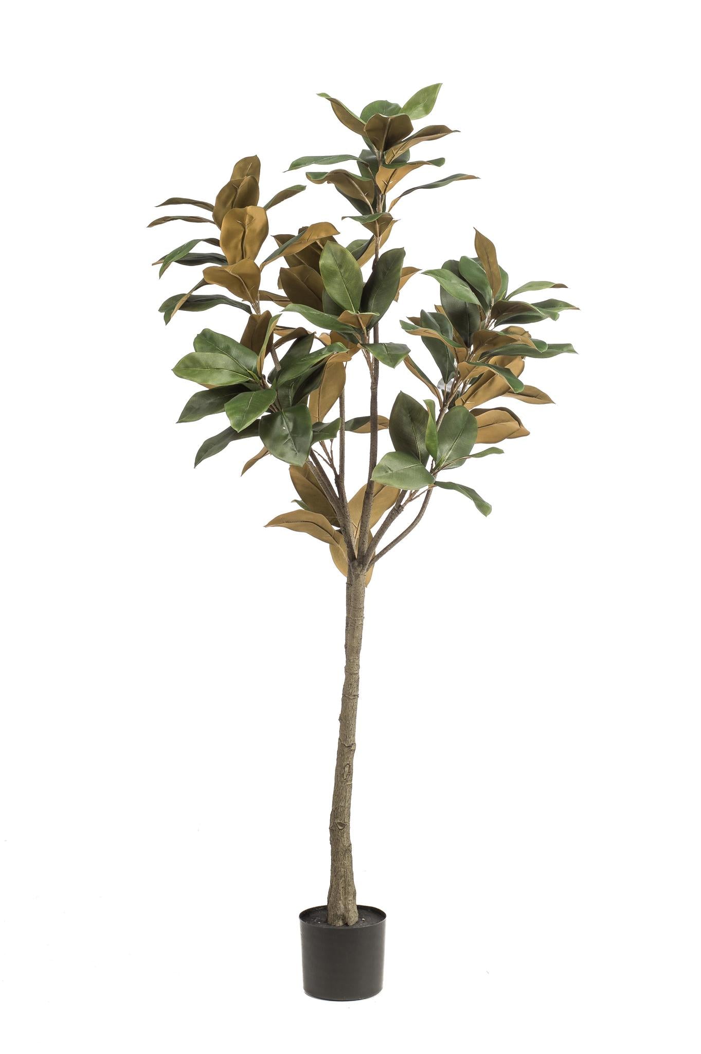 Kunstpflanze - Magnolia Grandiflora  - 150 cm