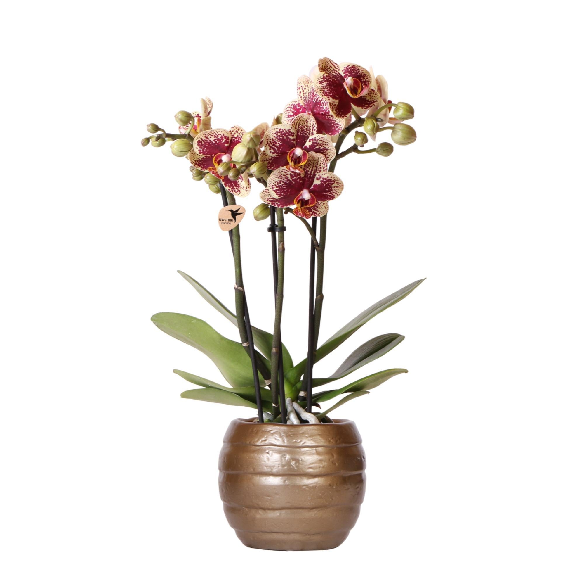 Orchidee Gelbe rote Phalaenopsis-Orchidee - Spanien + Bee Topf - Topfgröße Ø9cm | blühende Zimmerpflanze - frisch vom Züchter