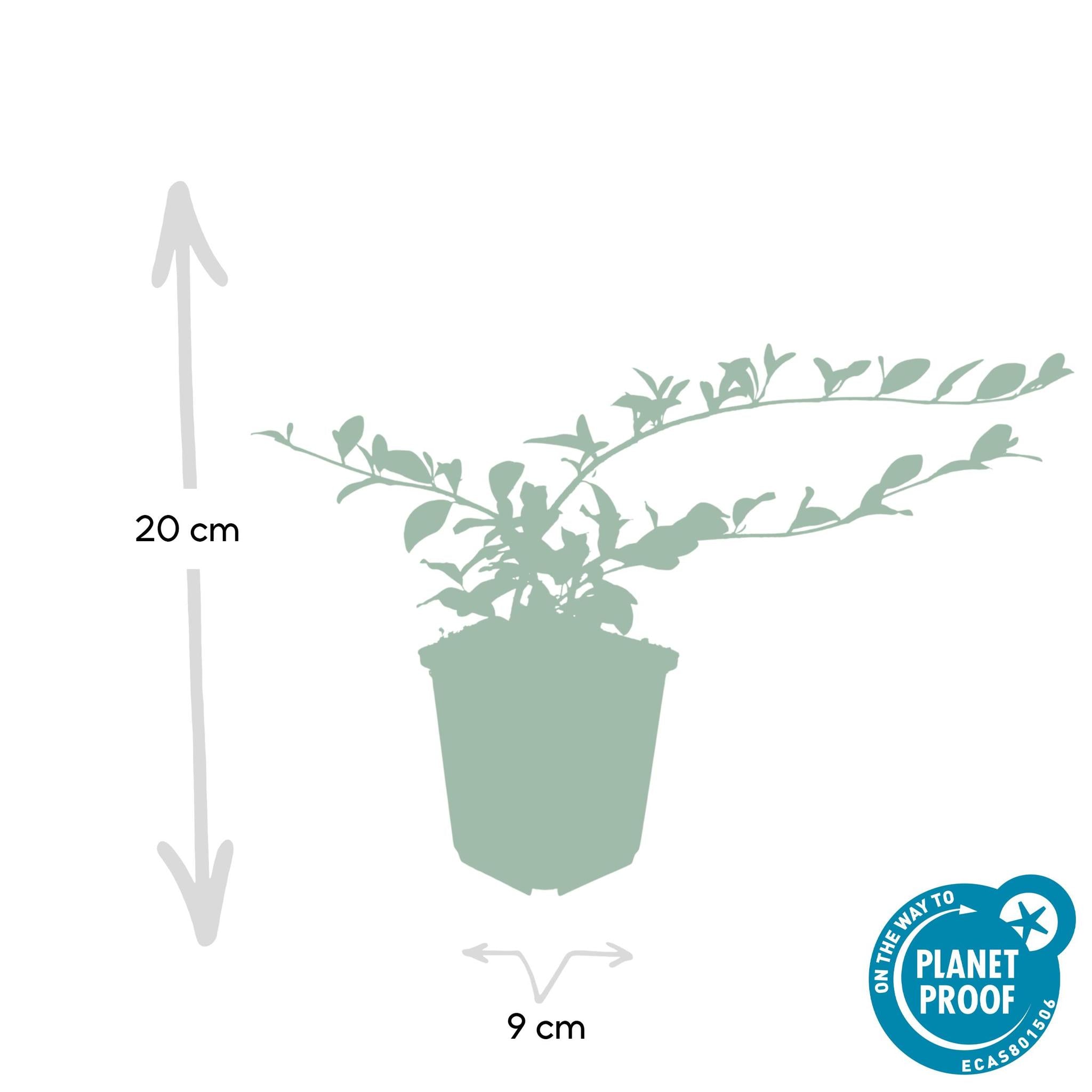 Zwergmispel, Teppichmistel auch Kriechmispel - Cotoneaster dammeri - ↕10-25cm - Ø9cm - 12 Stück - Cotoneaster dammeri - ↕10-25cm - Ø9cm - 20 Stück