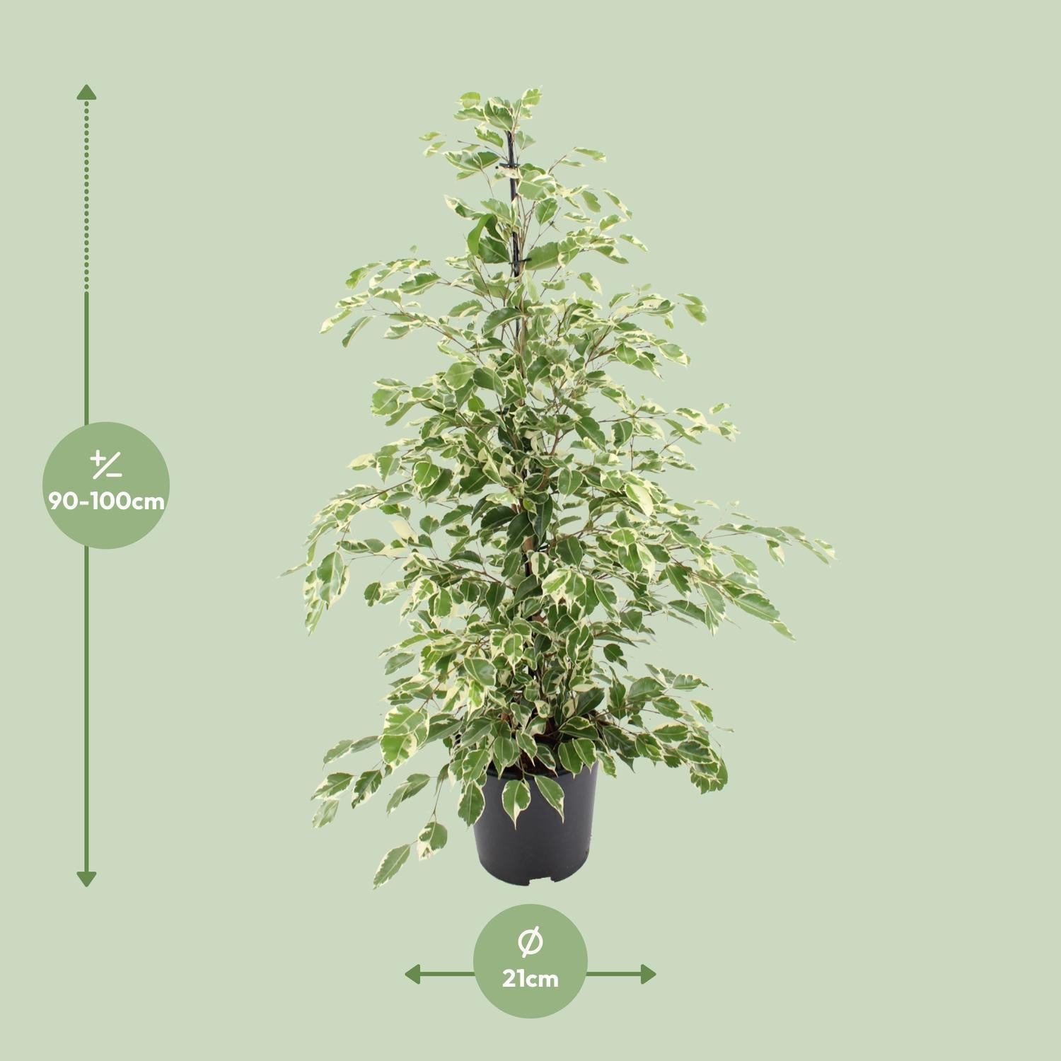 Birkenfeige - Ficus benjamina Twilight - Ø21cm - ↕95cm