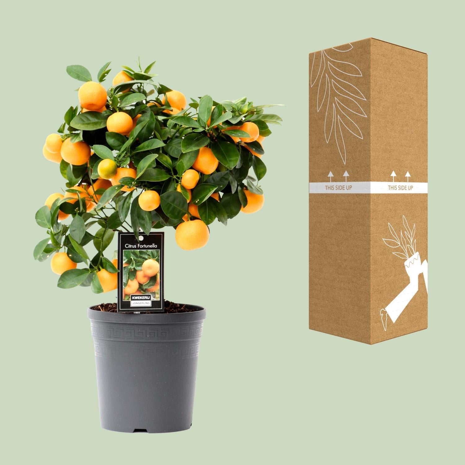 Orangenbaum Mini - Citrus Calamondin - Ø15cm - ↕40cm