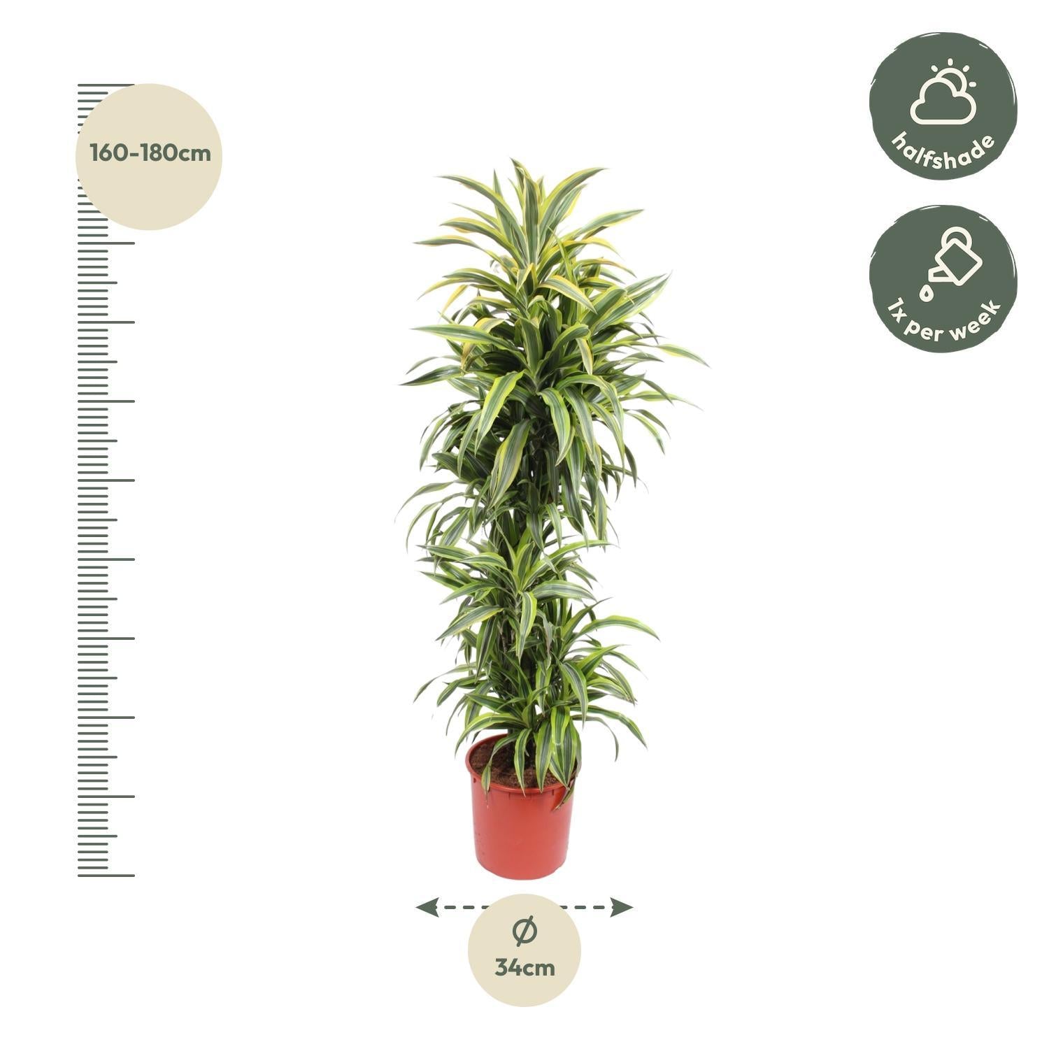 Dracaena Citroen Limoen - 170 cm - ø34