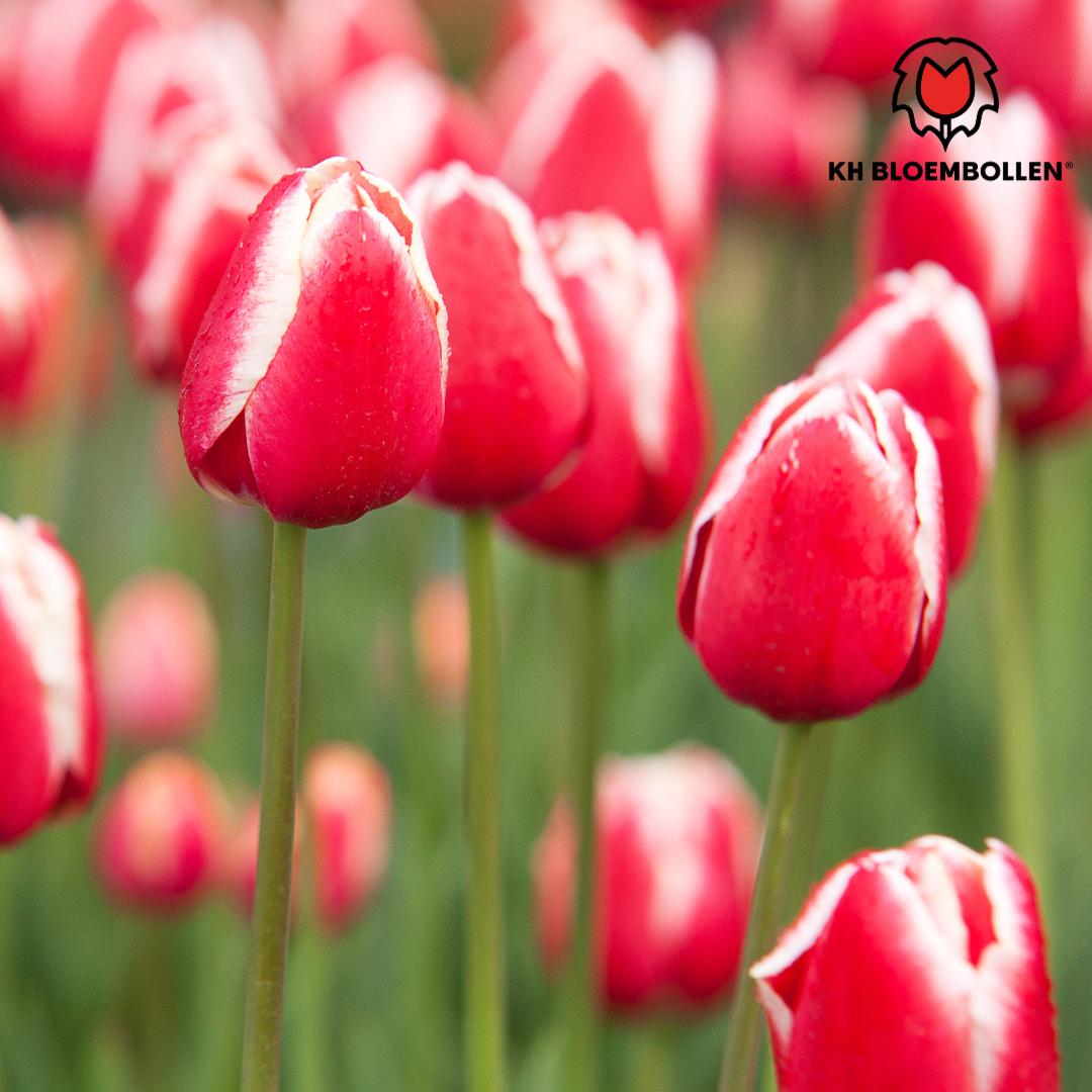 Tulpe Candy Apple Delight - Tulpenzwiebeln 20 stück