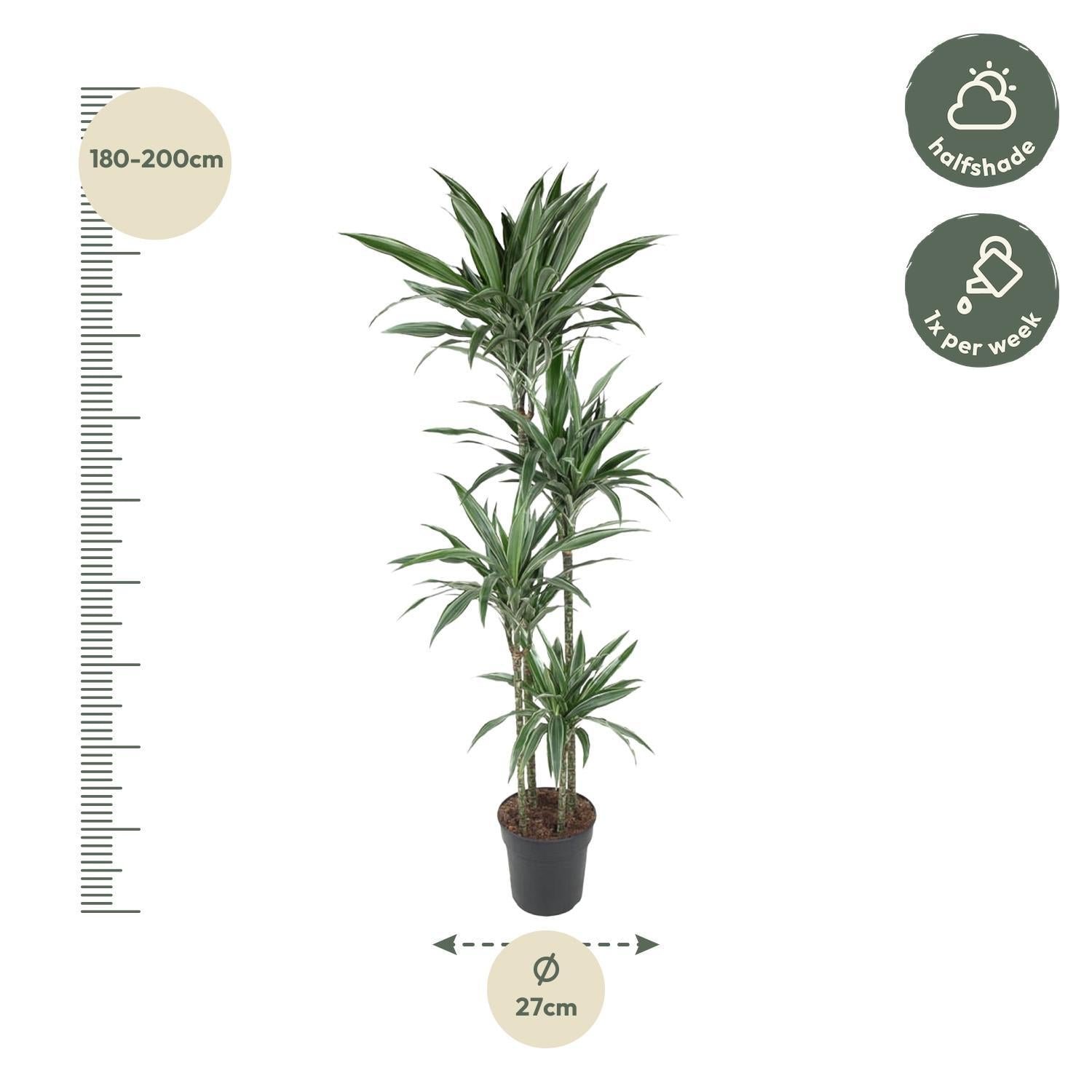 Drachenbaum Warneckei - Dracaena Warneckei - 190 cm - ø27