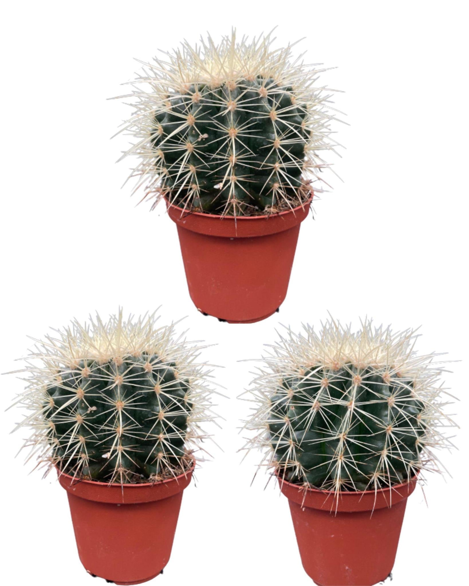 Schwiegermutterstuhl Kaktus - Echiocactus Grusonii  3 Stück   Ø10.5 cm - ↕13 - 17 cm