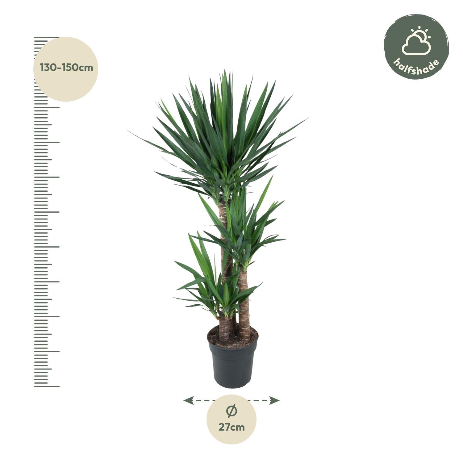 Yucca Olifantipe - 140 cm - ø27