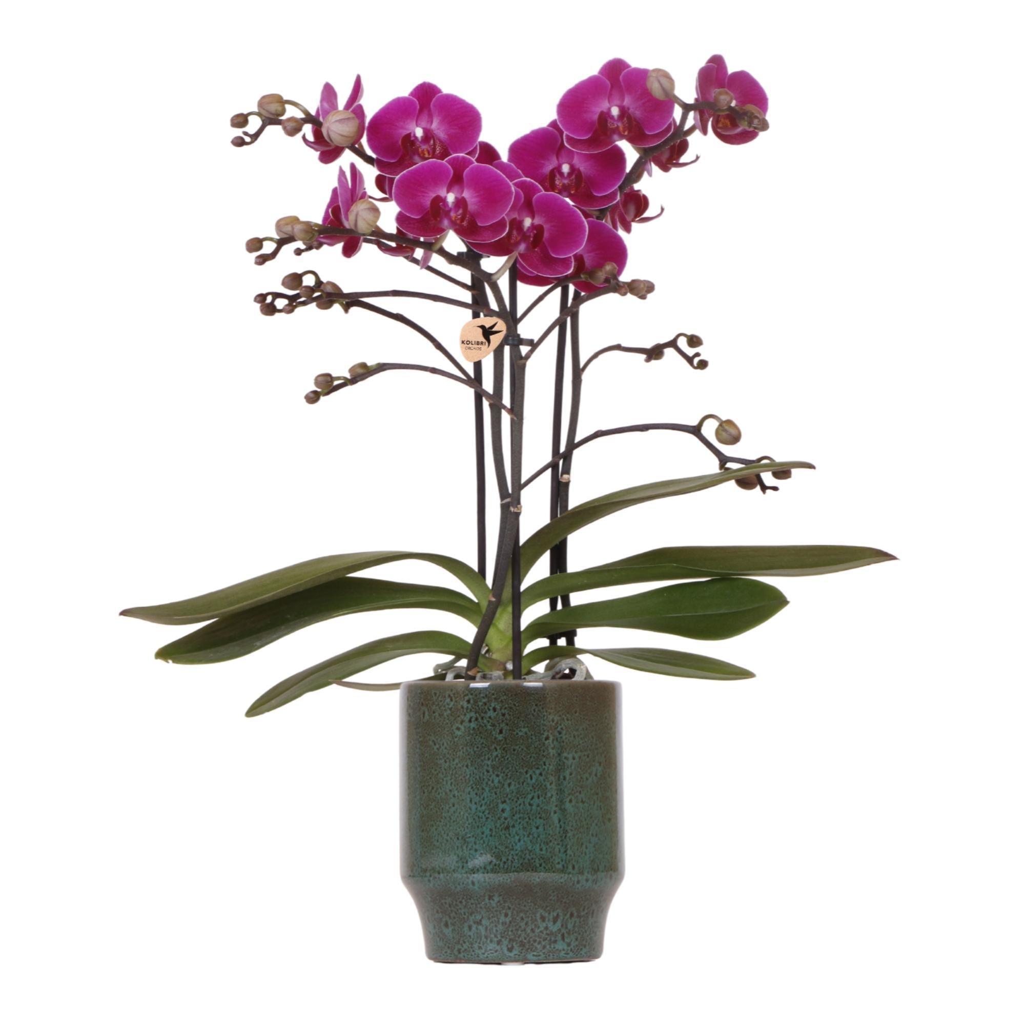 Orchidee Lila Phalaenopsis Orchidee - Morelia Classy grün- Topfgröße Ø9cm | blühende Zimmerpflanze - frisch vom Züchter