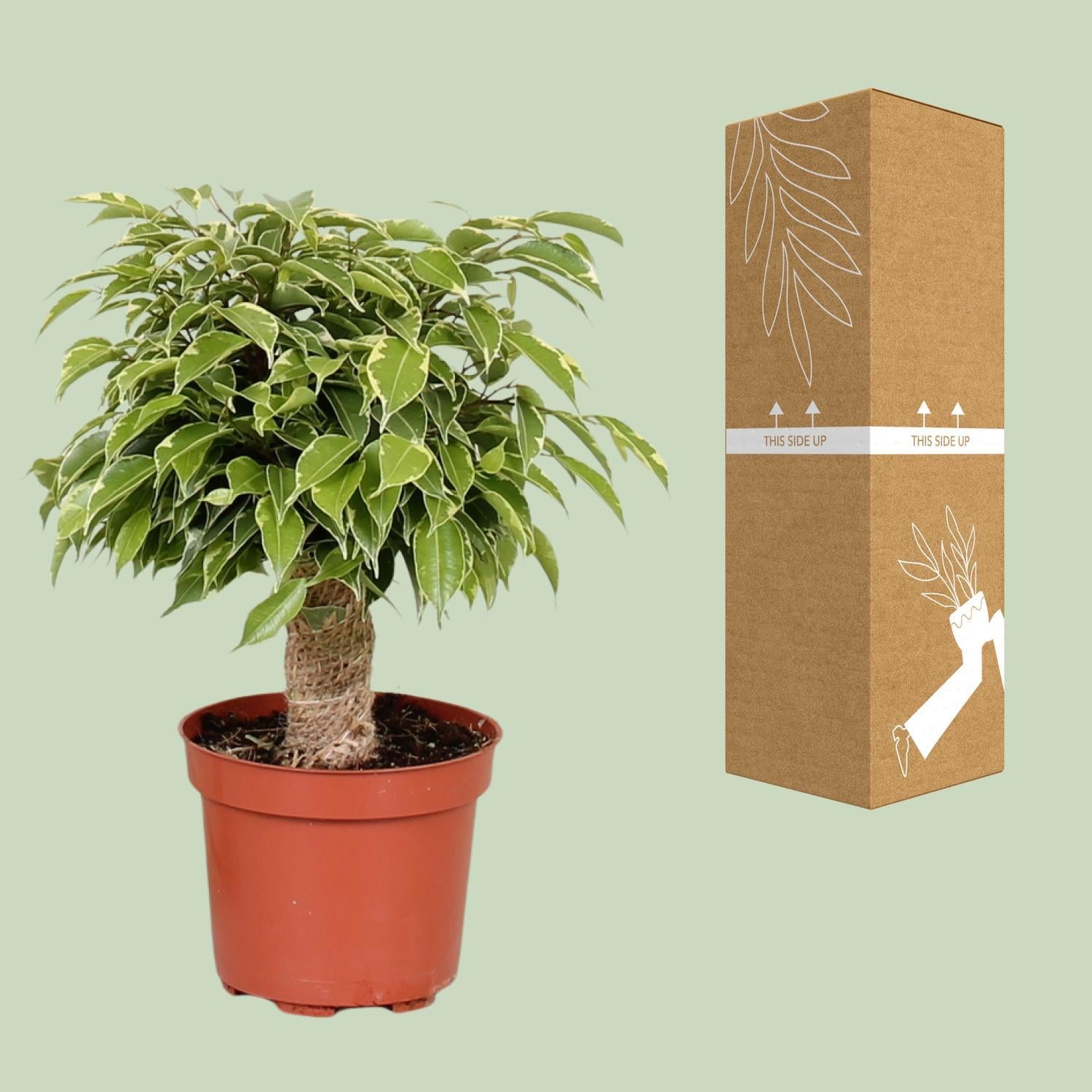 Birkenfeige - Ficus Benjamina Kinky - Ø12cm - ↕28cm