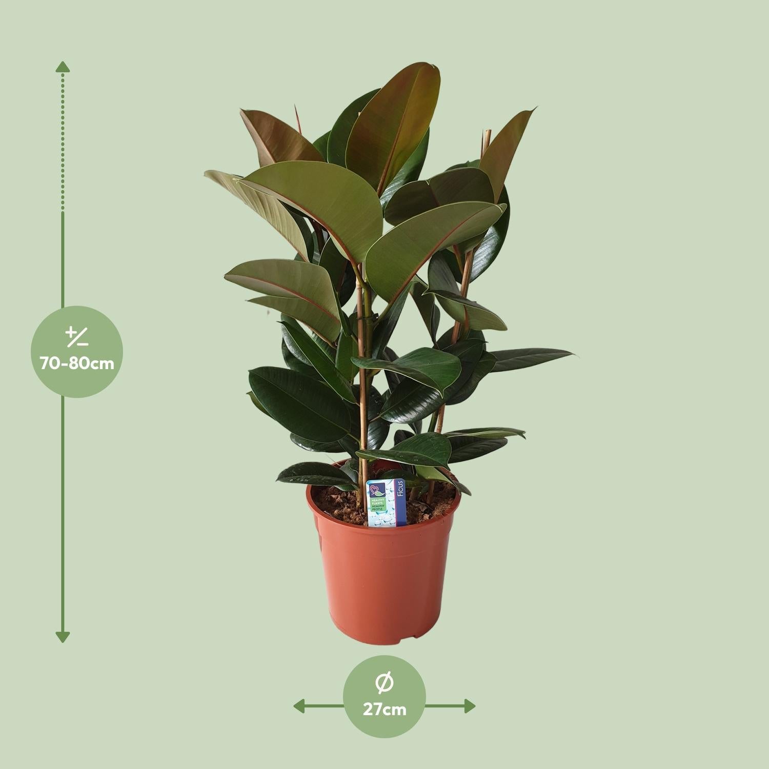 Gummibaum Ficus Elastica Robusta - Ø27cm - ↕80cm