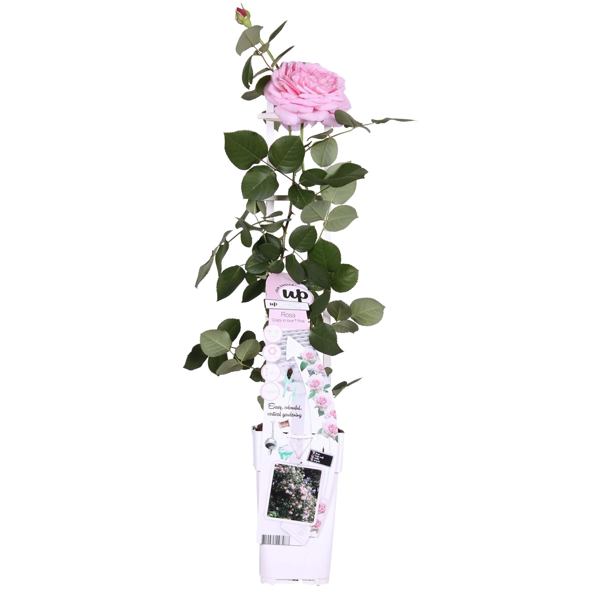 Rose Crazy in love 'Pink' - Ø15cm - ↕65cm   Rosa Rose   Kletterrose