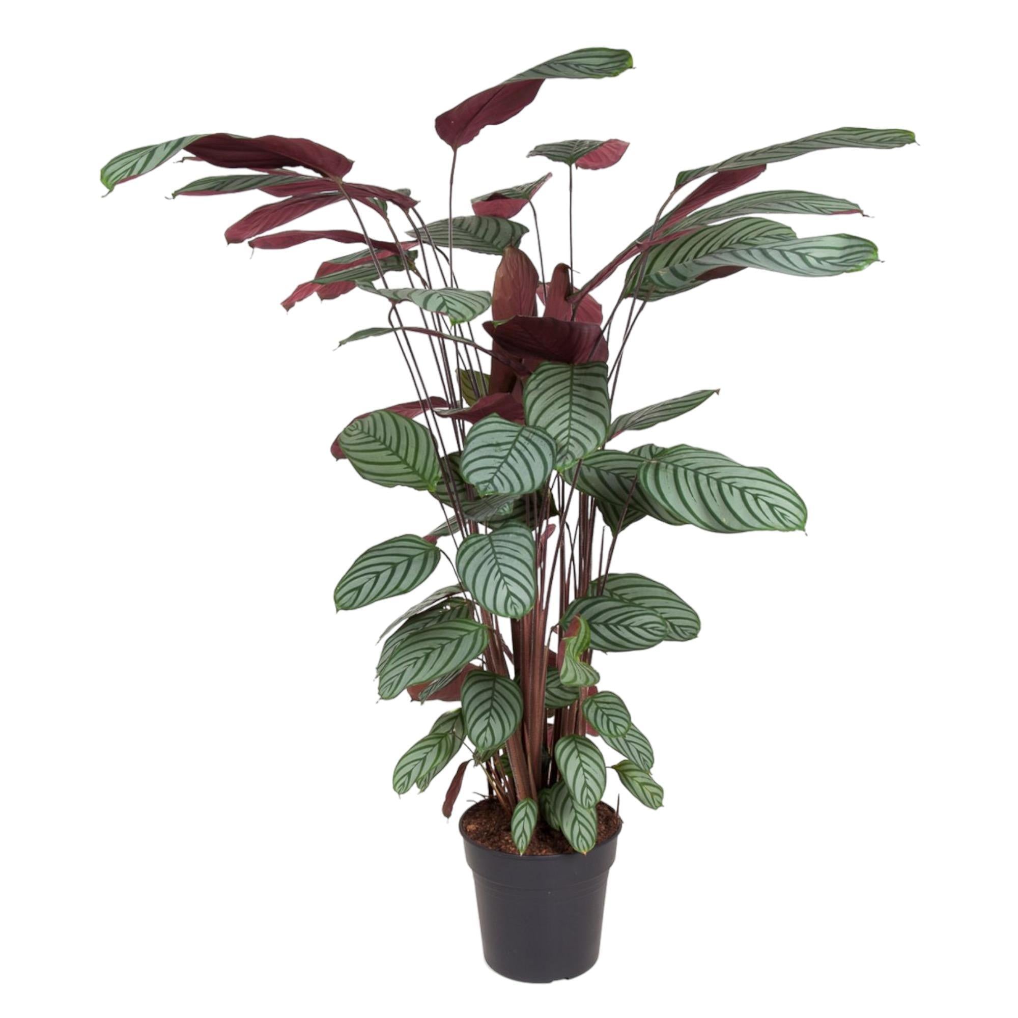 Calathea Oppenheimiana - Korbmarante - 140 cm - ø27