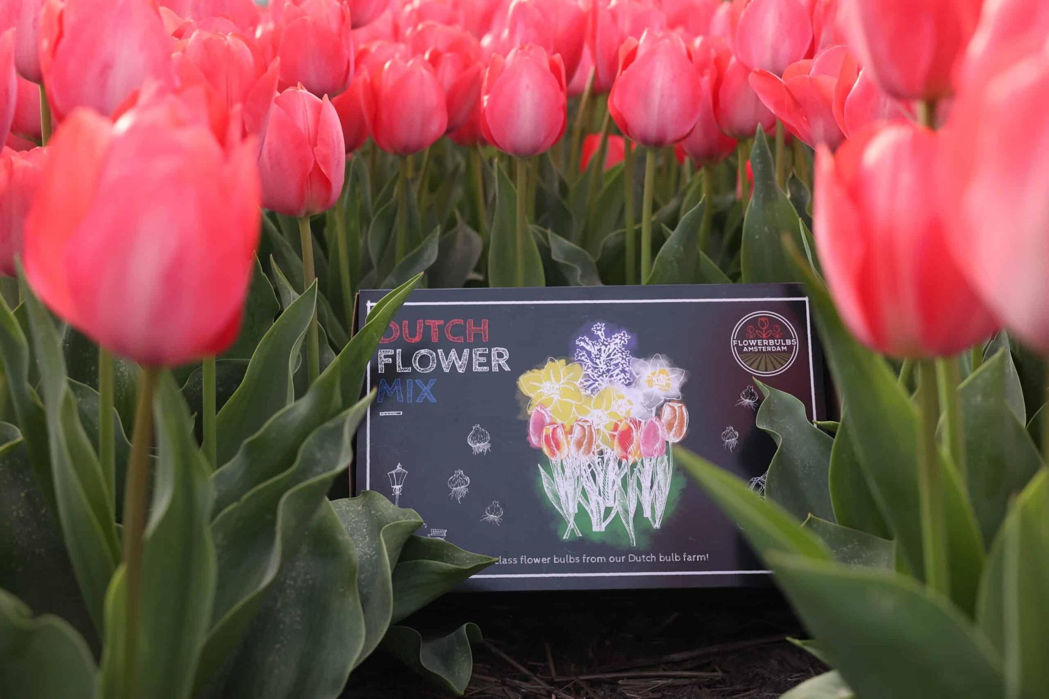 Frühlingsblumenzwiebeln Mix - Tulpen, Hyazinthe,Narzissen und Osterglocken - Dutch Flower Mix - Luxusbox groß, 75 Blumenzwiebeln für 2 qm Blumenpracht - Größe 12+