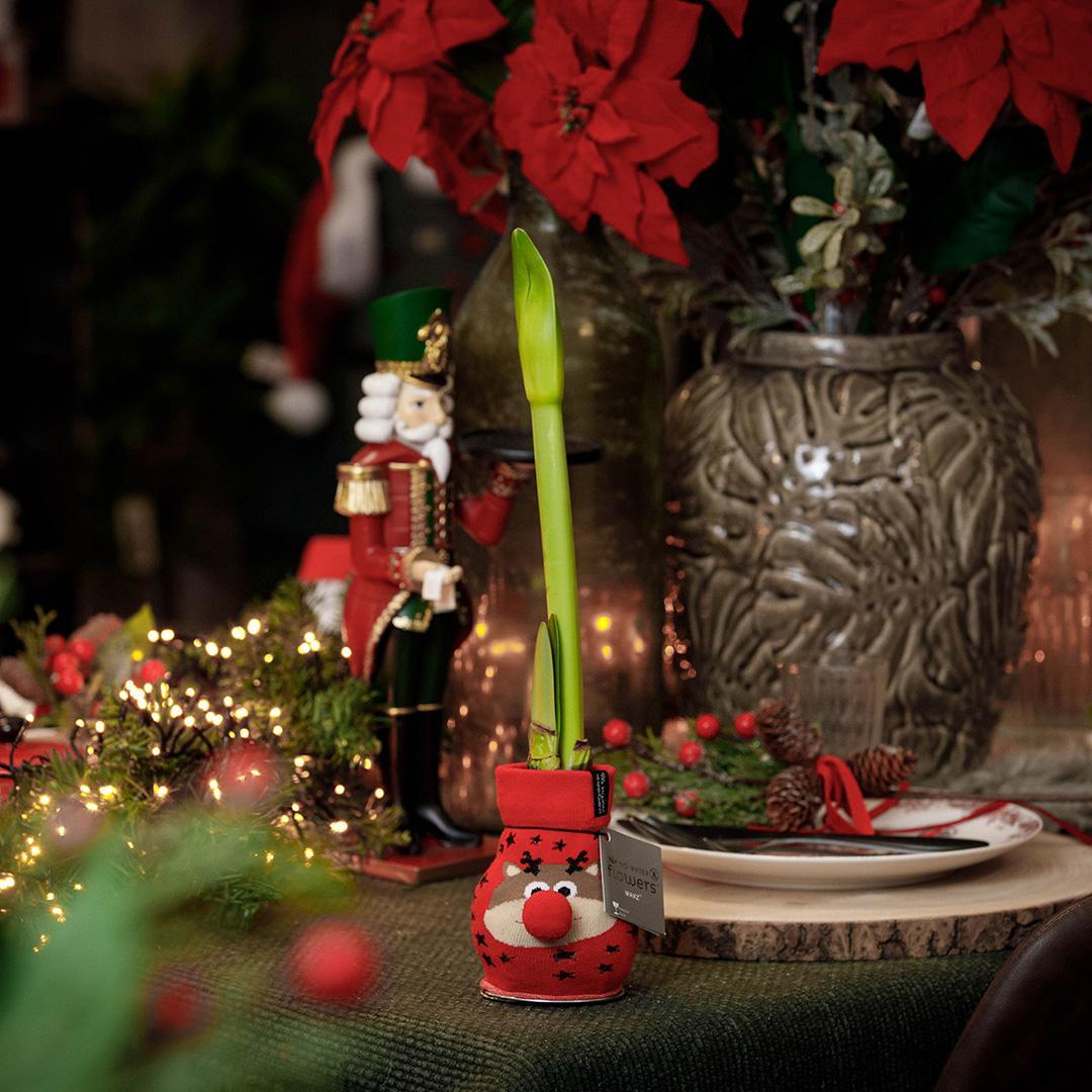 No Water Flowers® (wax amaryllis) | Fashionz Xmas Fun Classic - Reindeer + Red flower