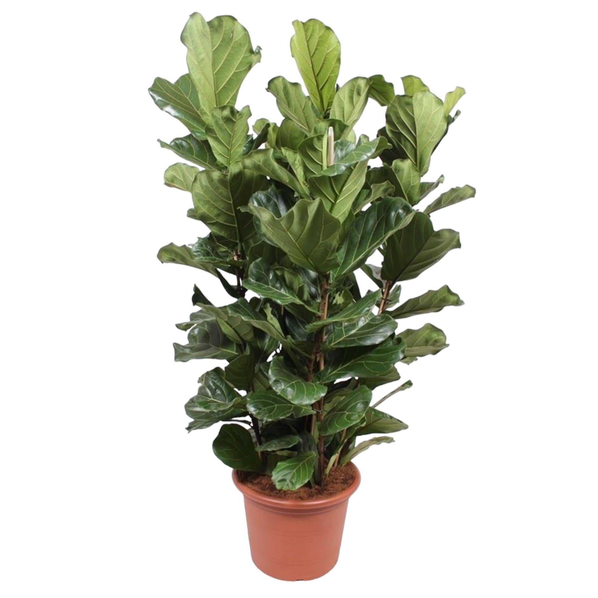 Geigenfeige - Ficus Lyrata Strauch XL - 200 cm - ø50