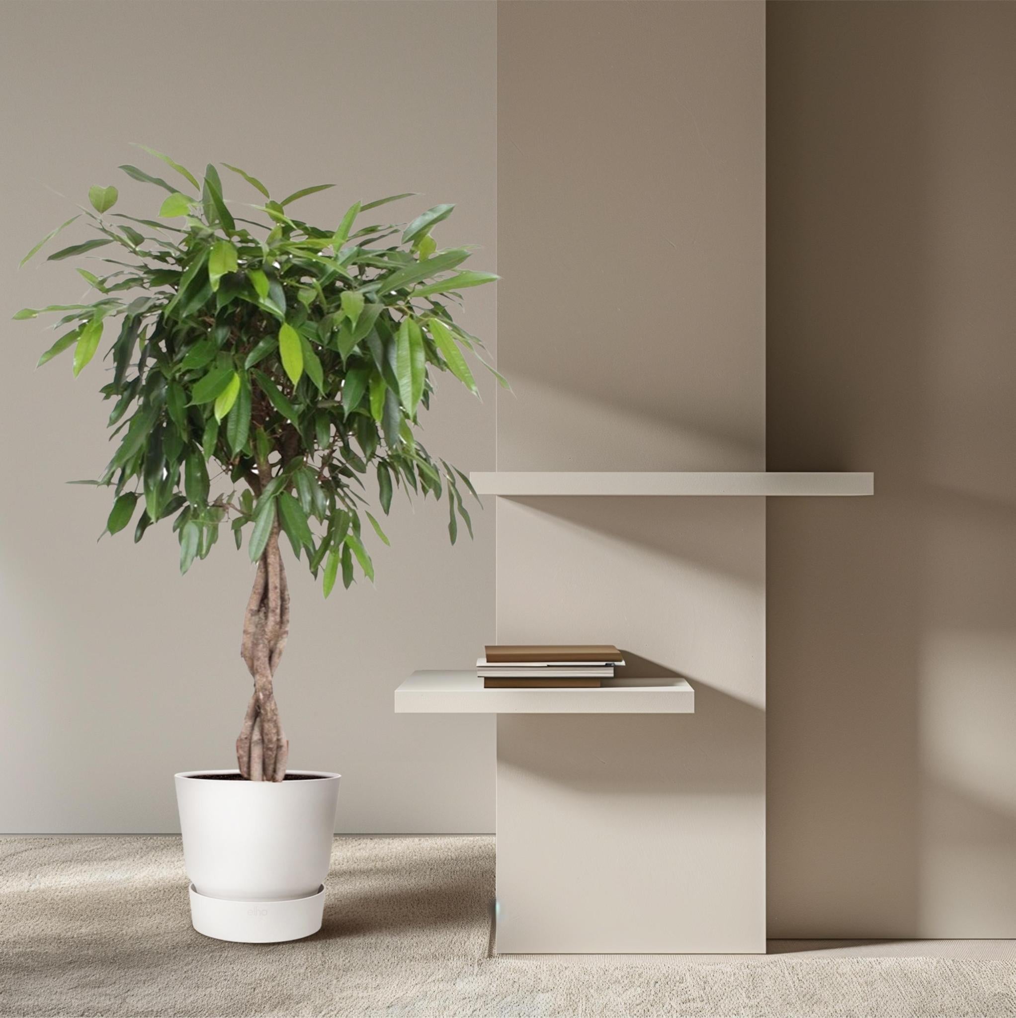 Ficus Amstel King geweven stam - 140 cm - ø34