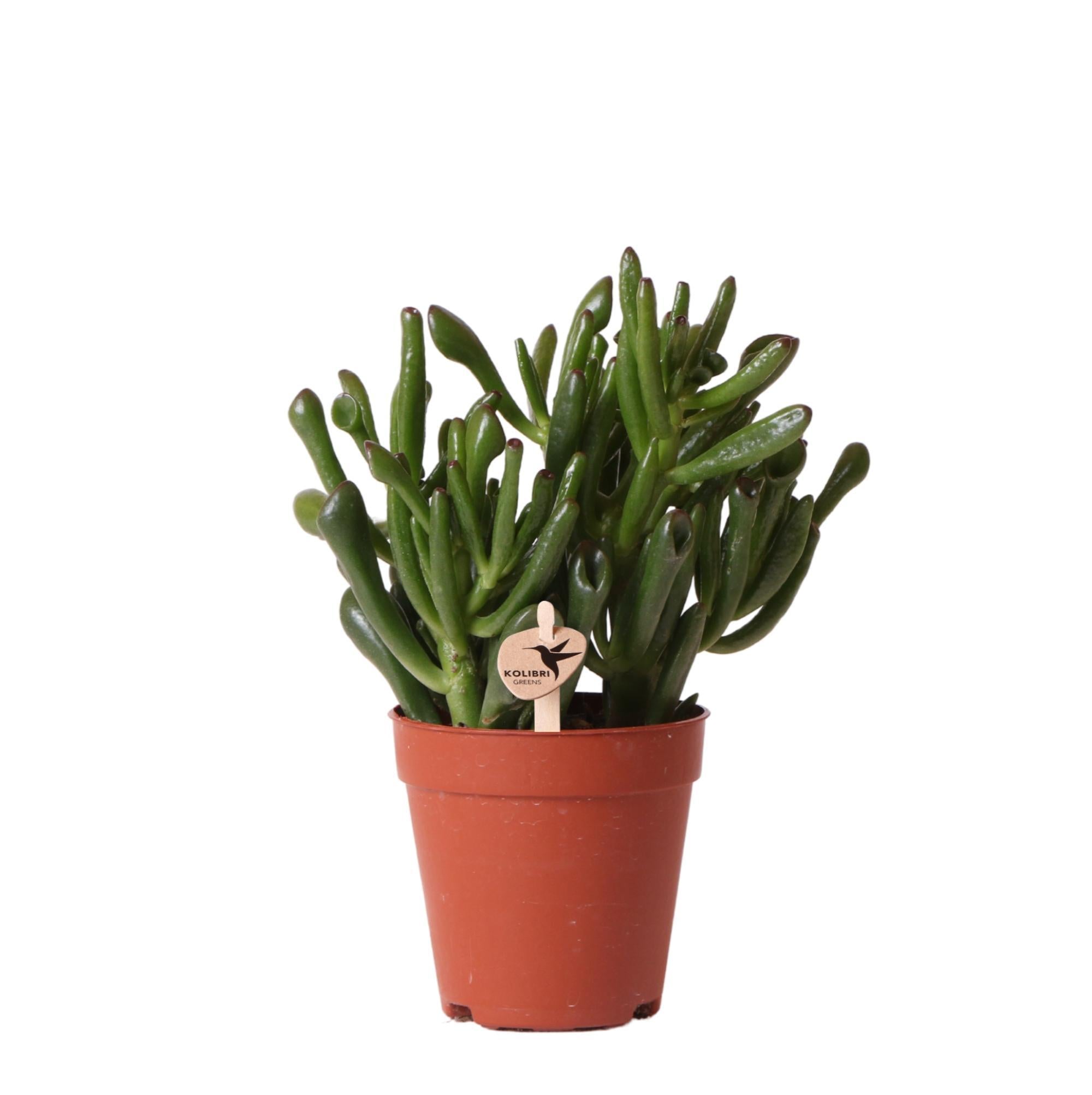 Gummibaum - Crassula Hobbit - Jadepflanze - Ø9cm