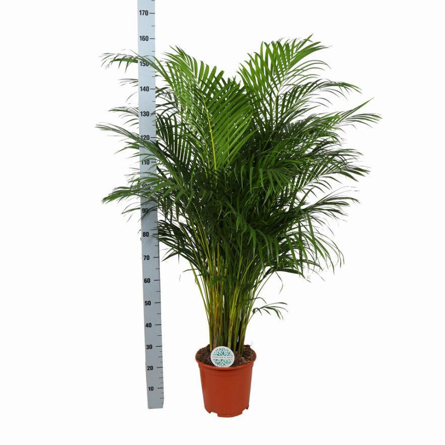 Dypsis Lutescens (Arecapalm)