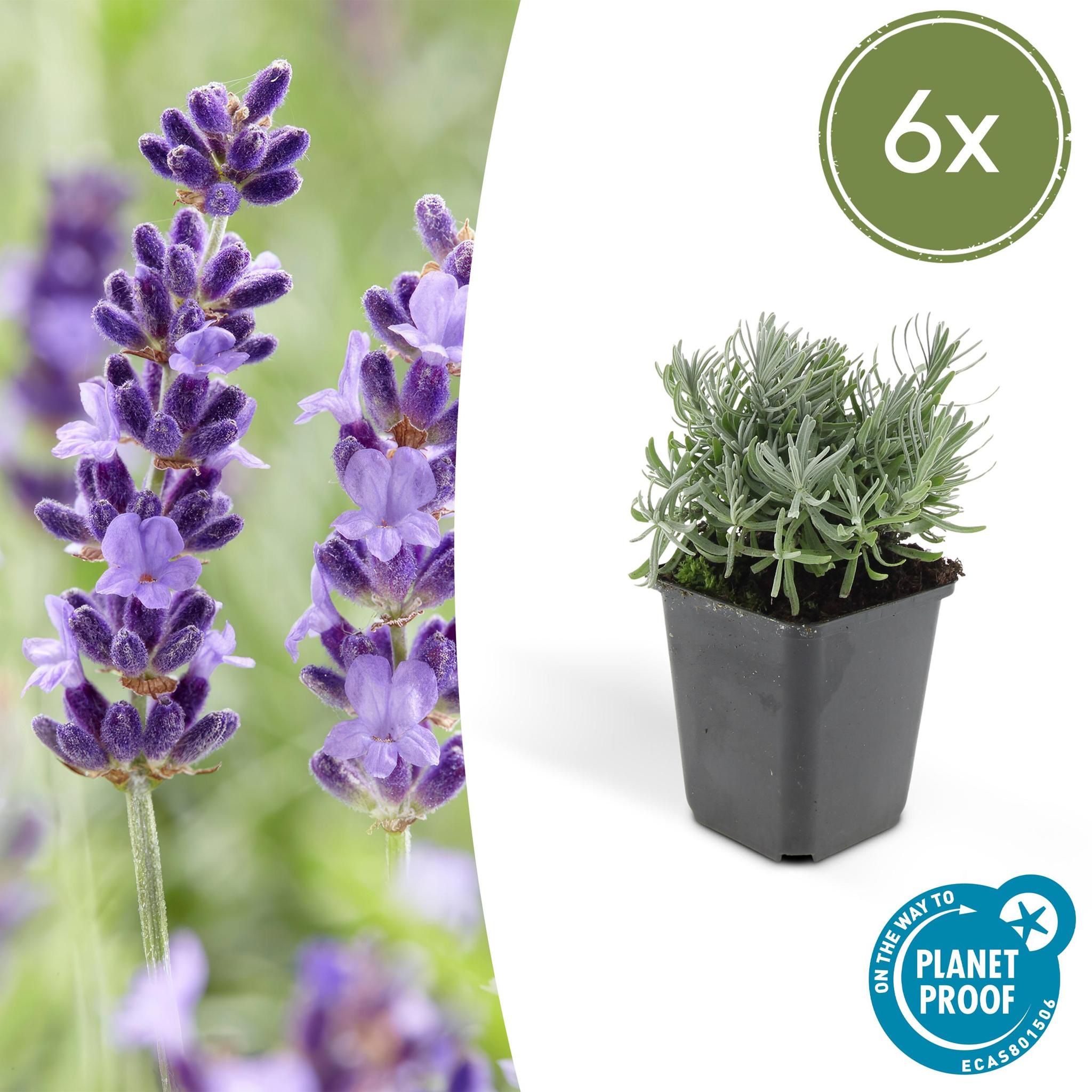 Lavendel - Lavandula 'Hidcote' - ↕10-25cm - Ø9cm - 6 Stück