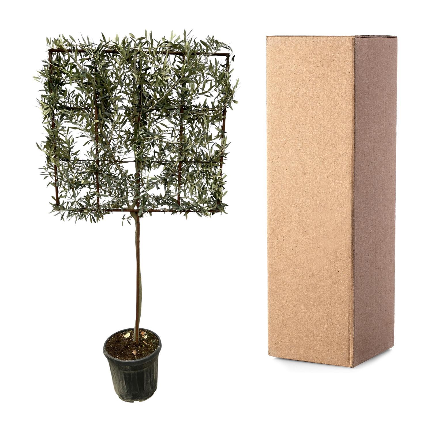 Olea Olive Europaea-Baum auf Gestell – 225 cm – Ø40 cm