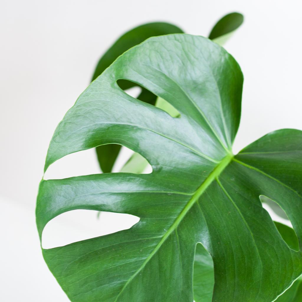 Monstera Pertusum Deliciosa mit dem Lissabon-Schwarzkorb - 50cm - Ø17