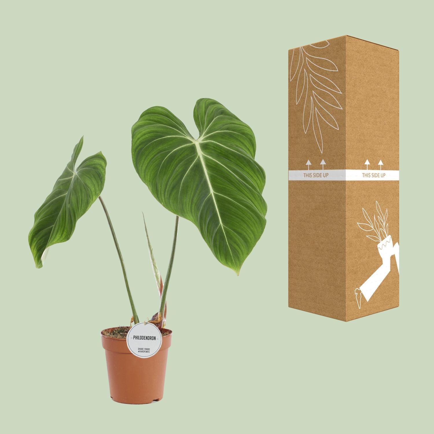 Philodendron Gloriosum - Ø15cm - ↕60cm