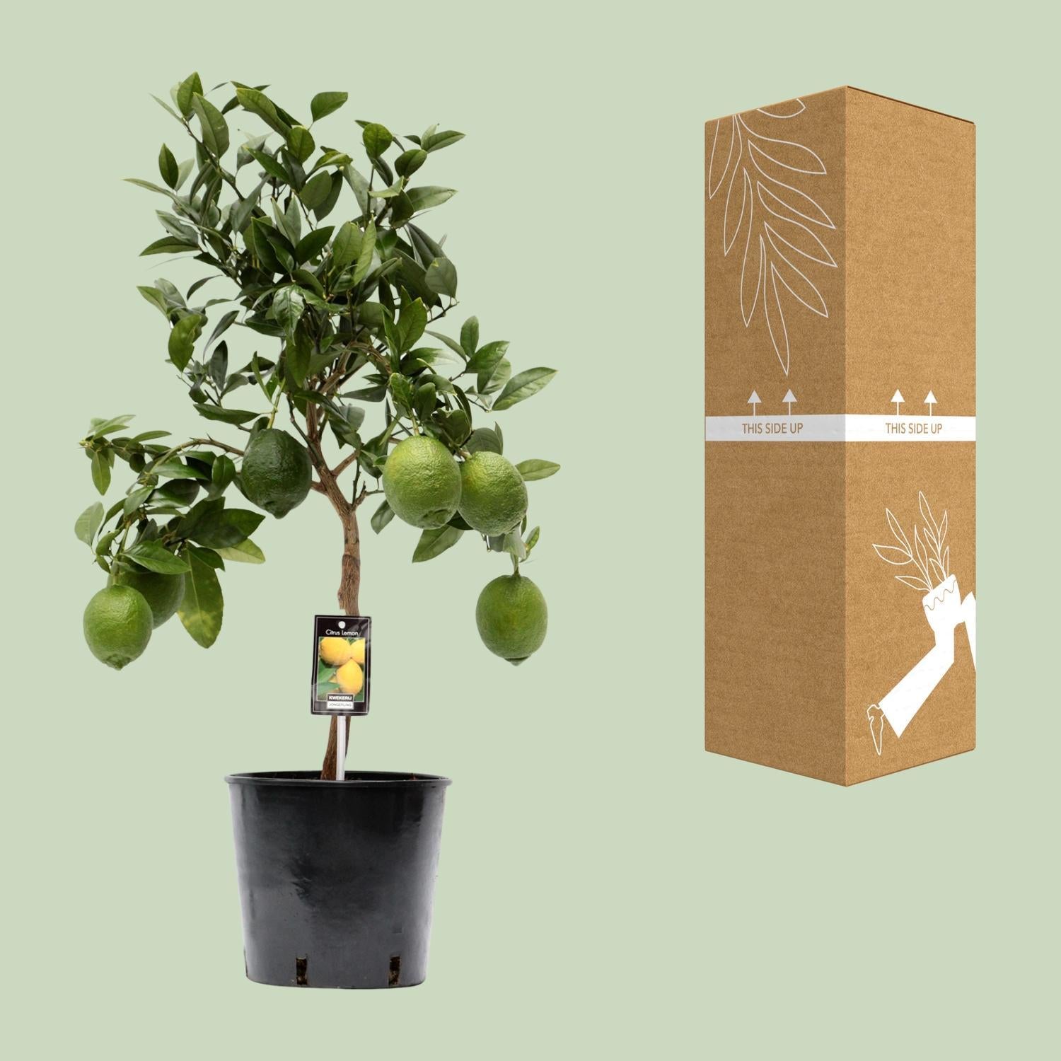 Zitronenbaum - Citrus Limone - Ø22cm - ↕80cm