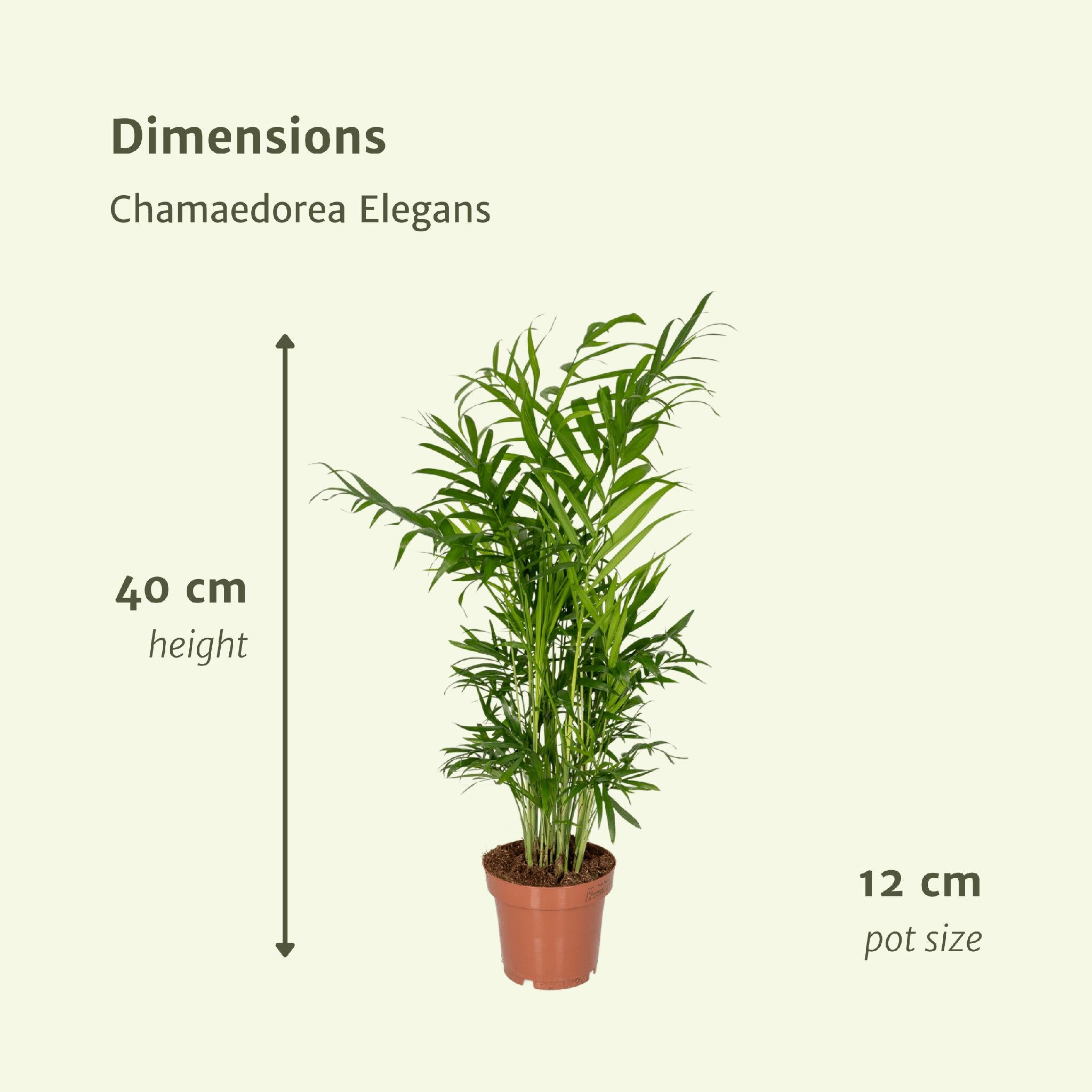 Mexikanische Bergpalme - Chamaedorea Elegans - 2 Stück - Ø12cm - ↕40cm