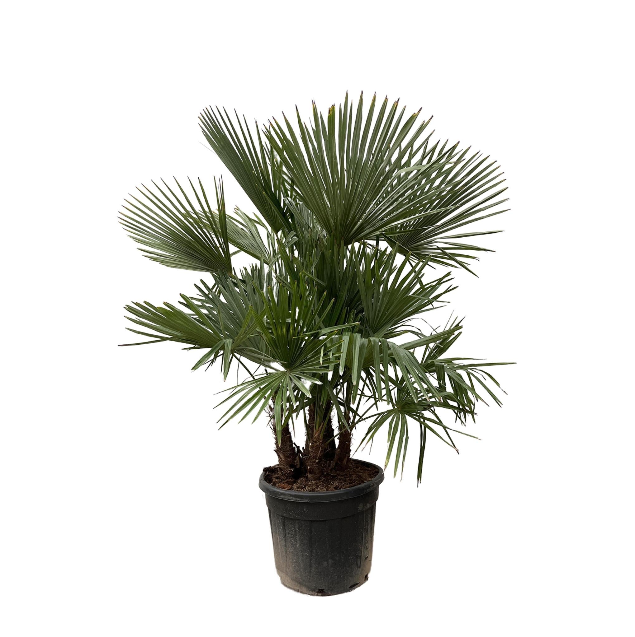 Trachycarpus meerstammig - 200cm - Ø45