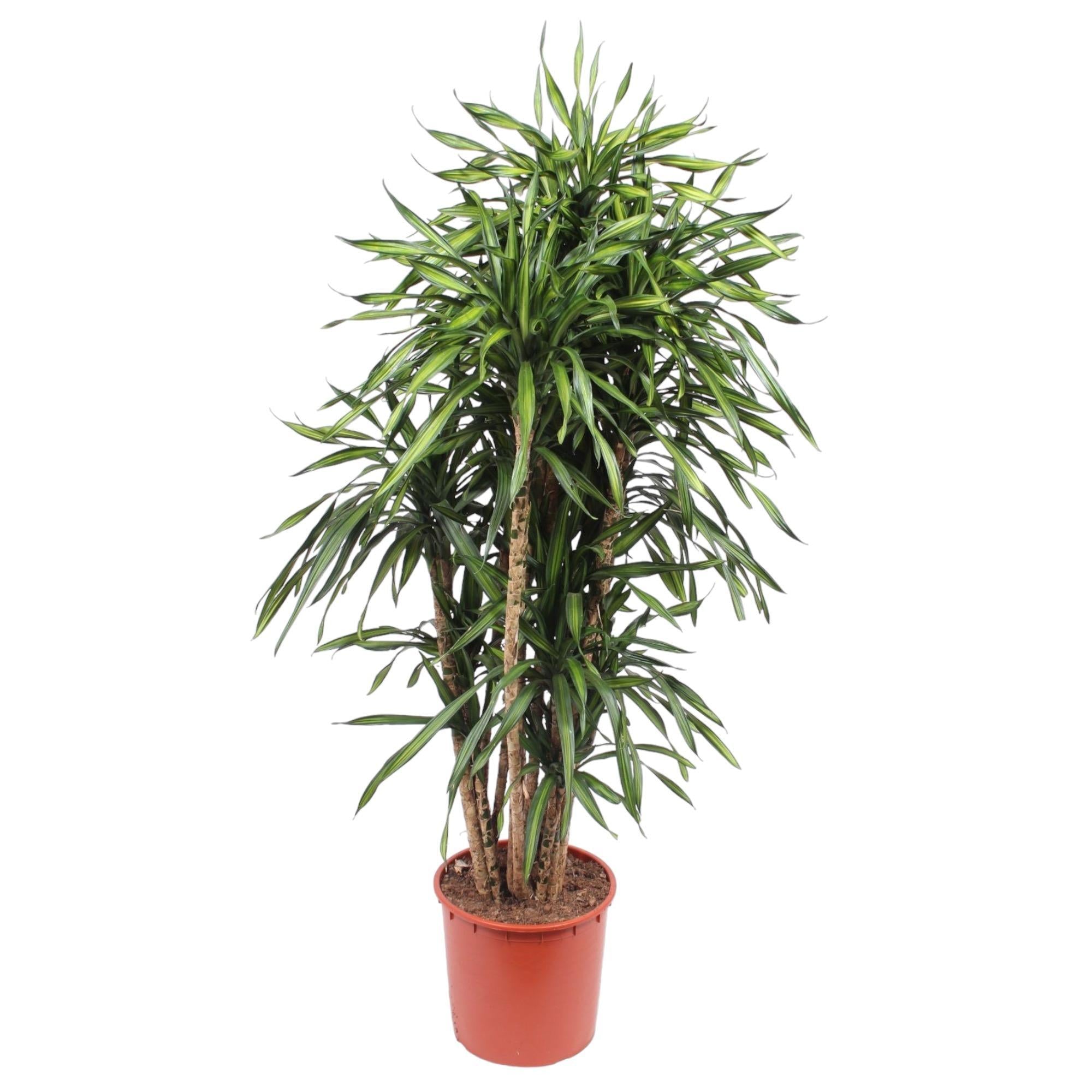 Drachenbaum Riki - Dracaena Riki - 170 cm - ø34