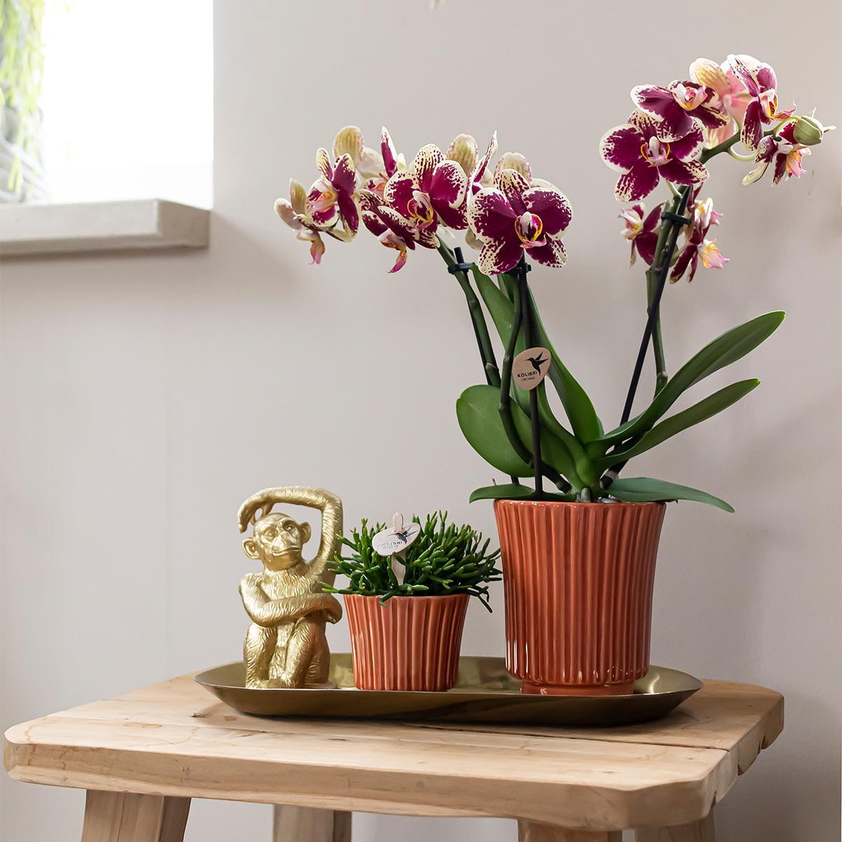 Orchidee - Set aus gelber roter Orchidee und Rhipsalis auf Goldtablett