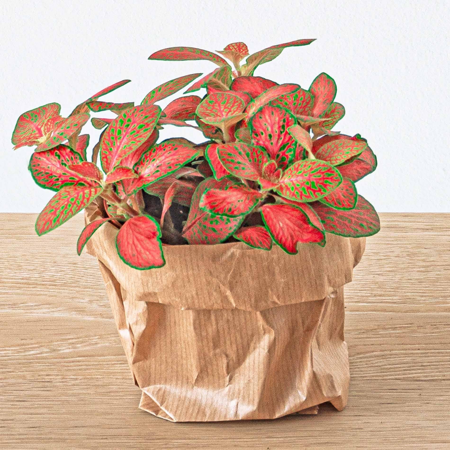 Fittonia Oranje - Roze - Ruby Lime - Mozaïekplantje - Potmaat 8