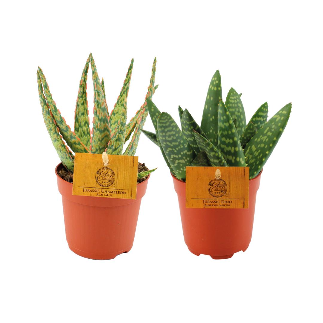 Aloe Duo - 2 Stücke - Ø10,5cm - ↕15cm