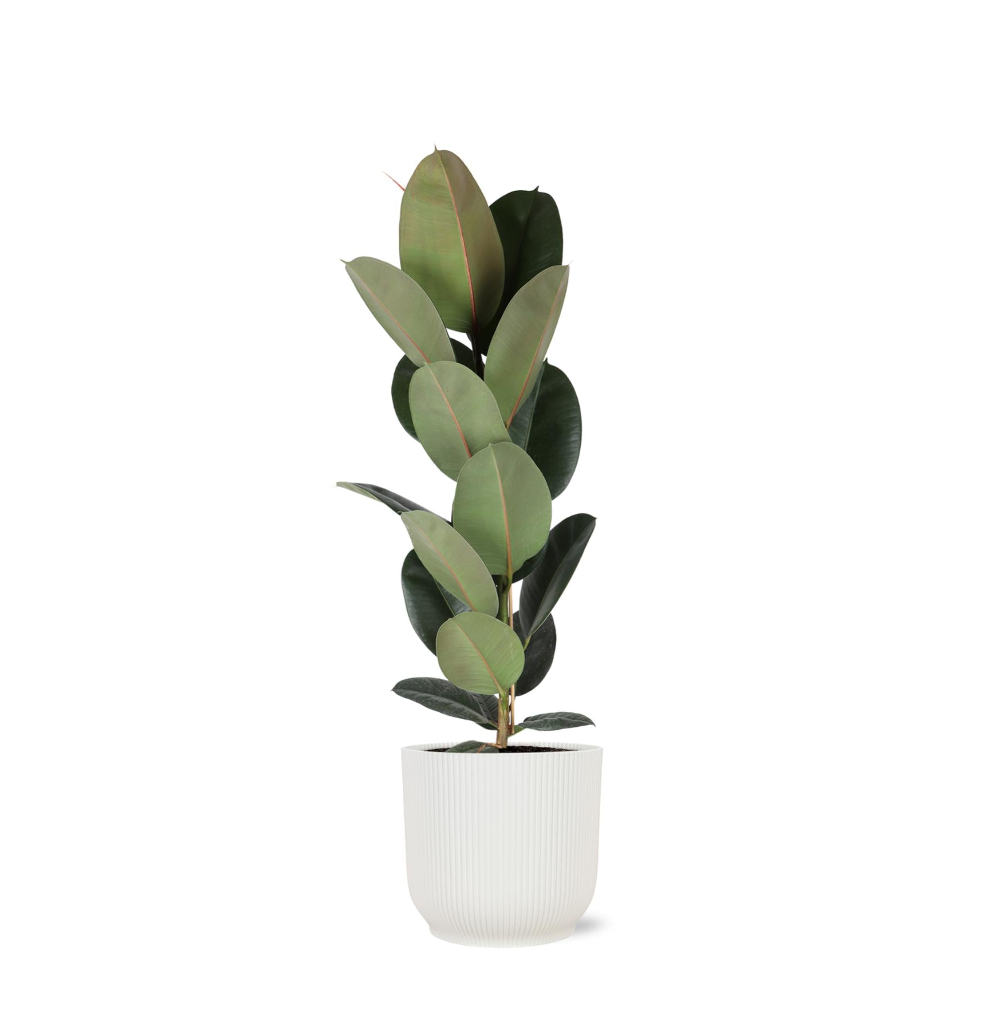 Gummibaum Ficus Elastica Robusta - Ø21cm - ↕90cm in Vibes Topf weiß