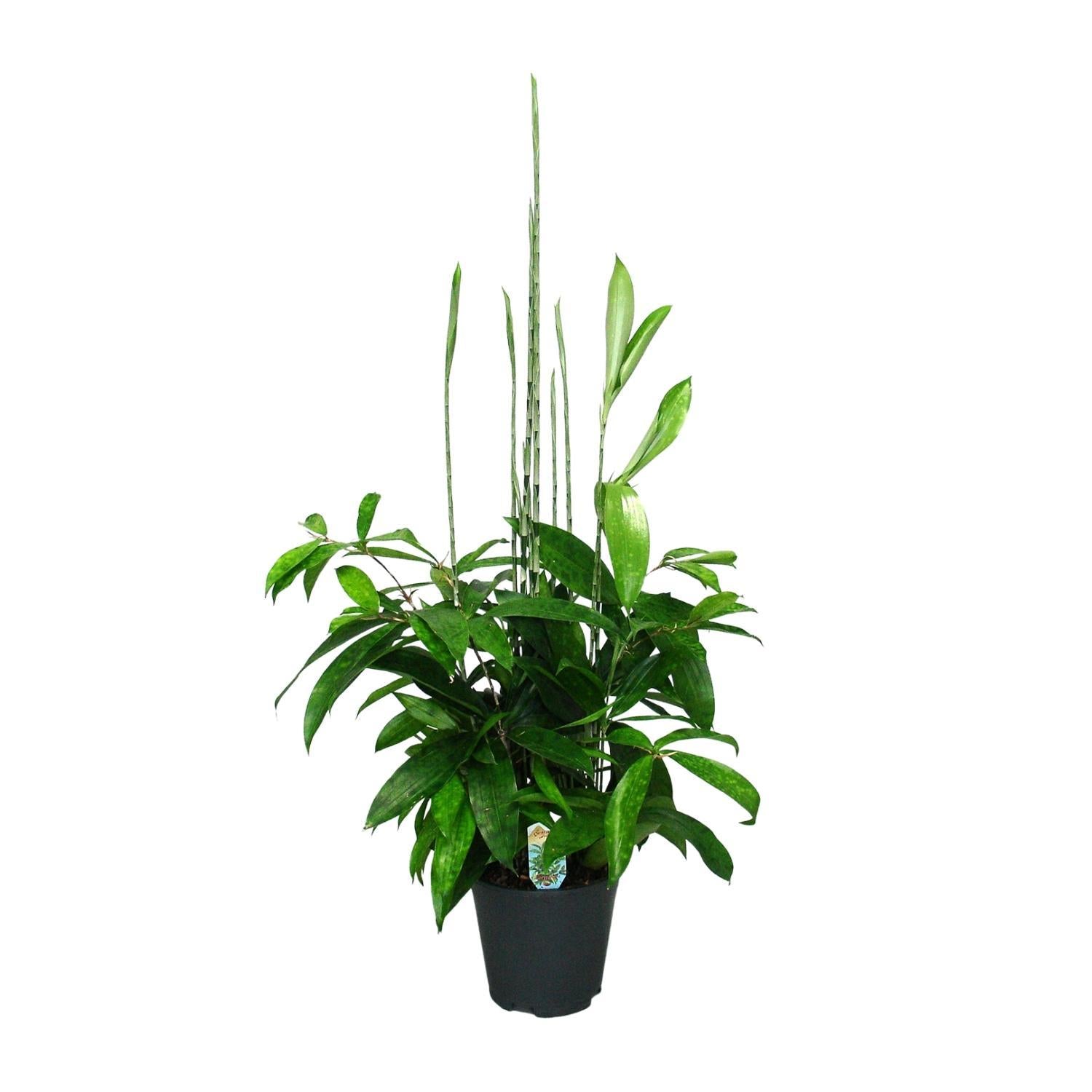 Japanischer Bambus - Dracaena Surculosa - Ø17cm - ↕60cm