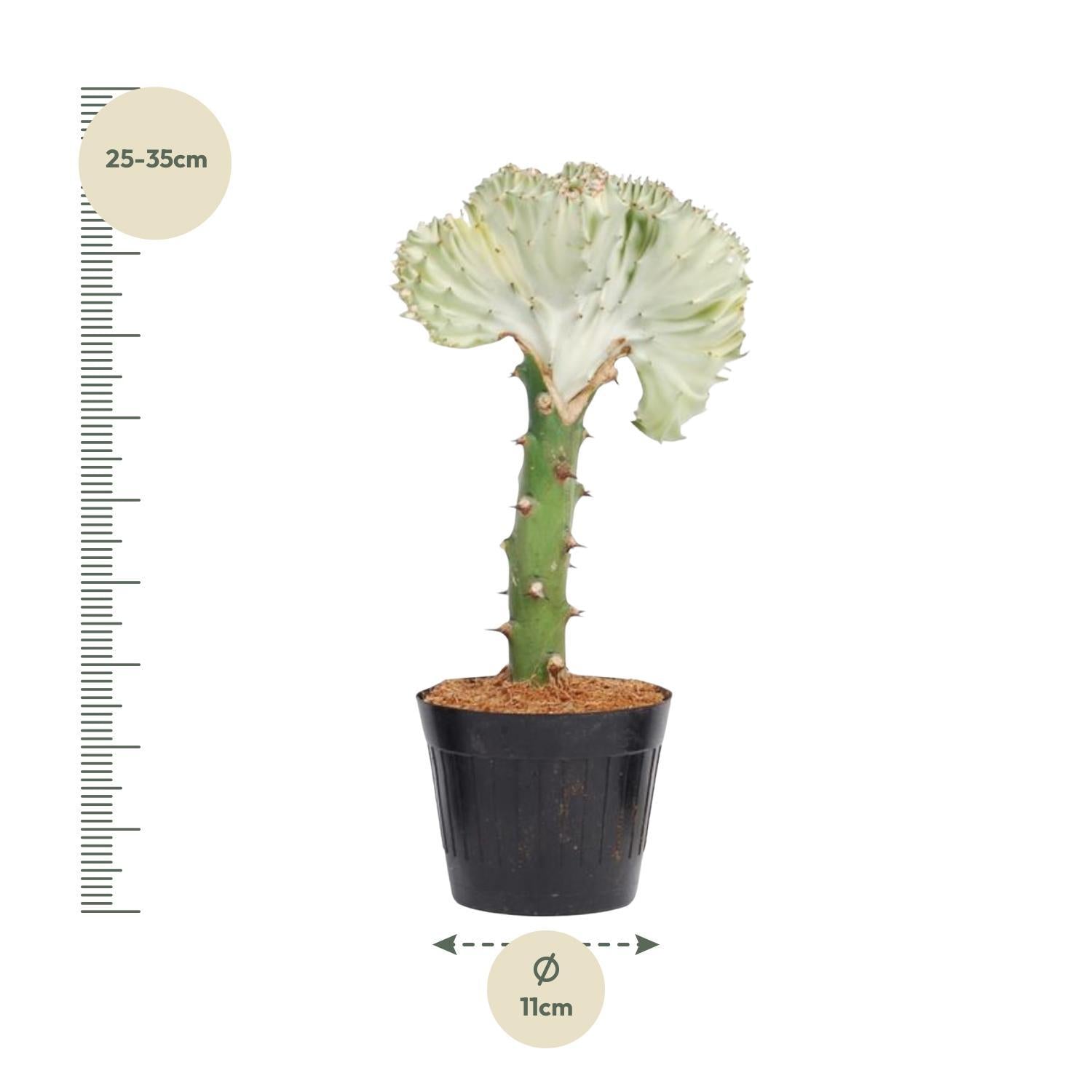 Korallenkaktus Euphorbia lactea Cristata weiß - 30 cm - ø10,5