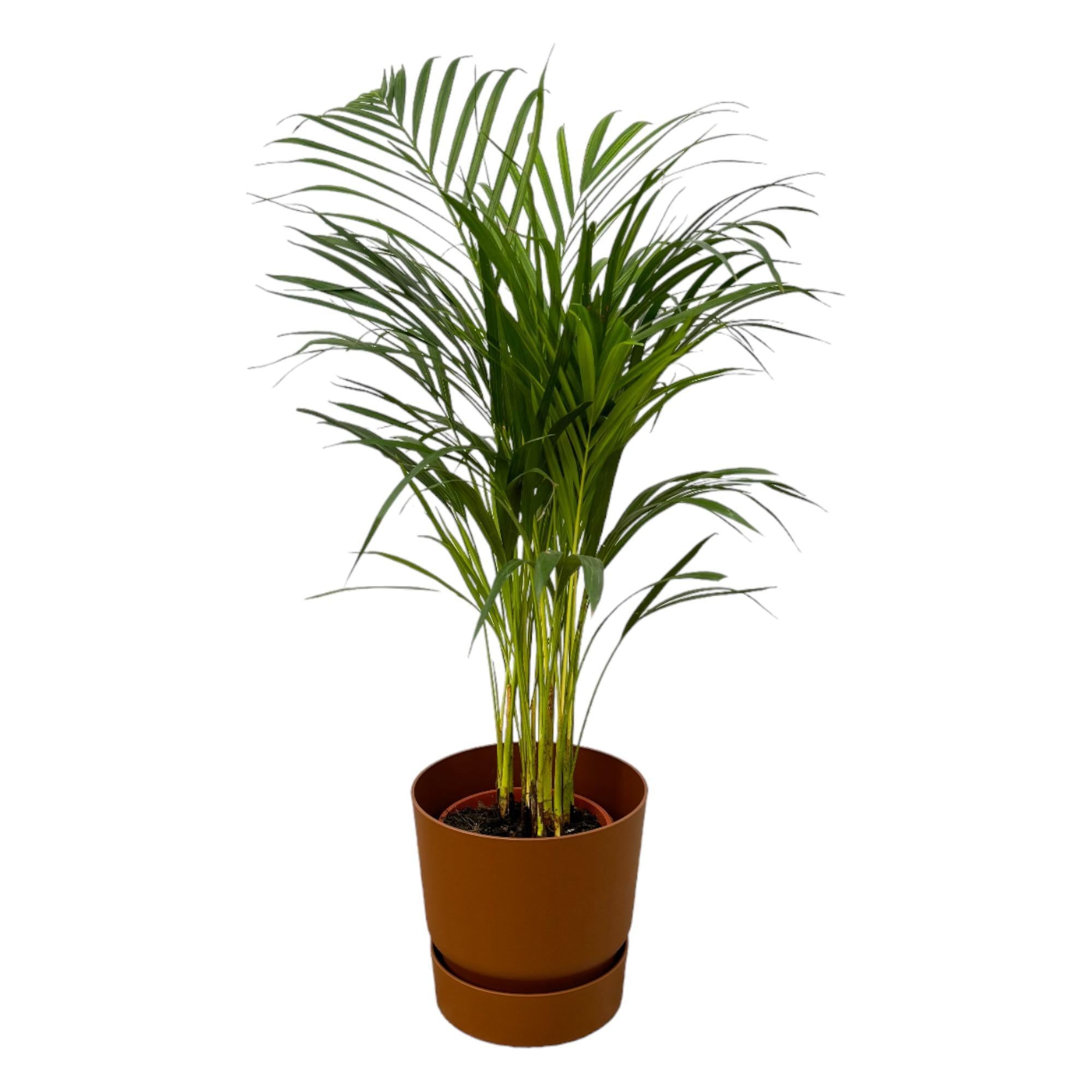 Arecapalme Dypsis lutescens – ↨85 cm – Ø19 cm inklusive elho Greenville Rund Topf braun D24 x H23