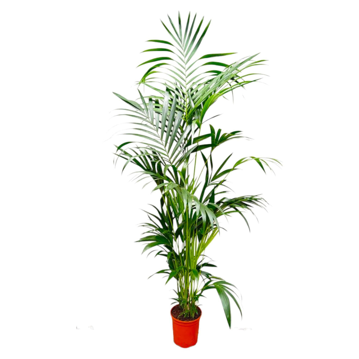 Kentia Palme - Howea Forsteriana - 200 cm