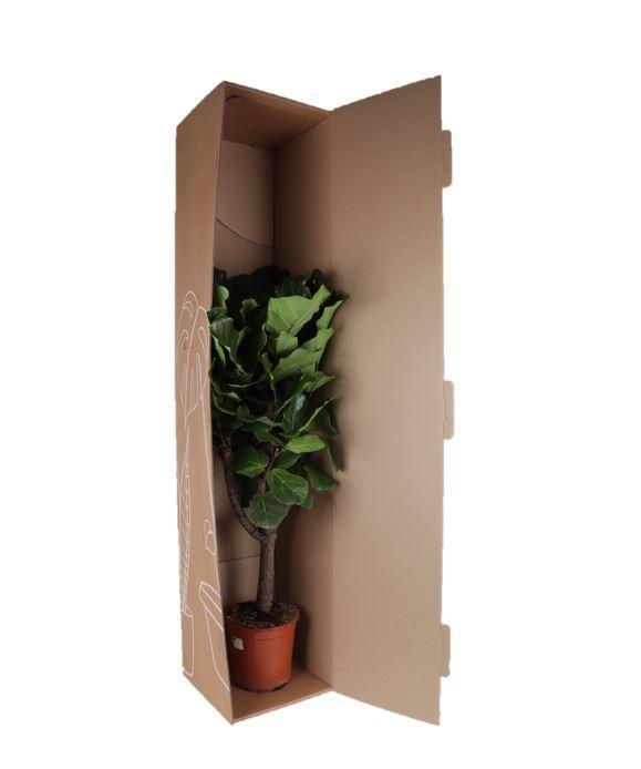 Geigenfeige - Ficus lyrata  - Ø27cm - ↕140cm