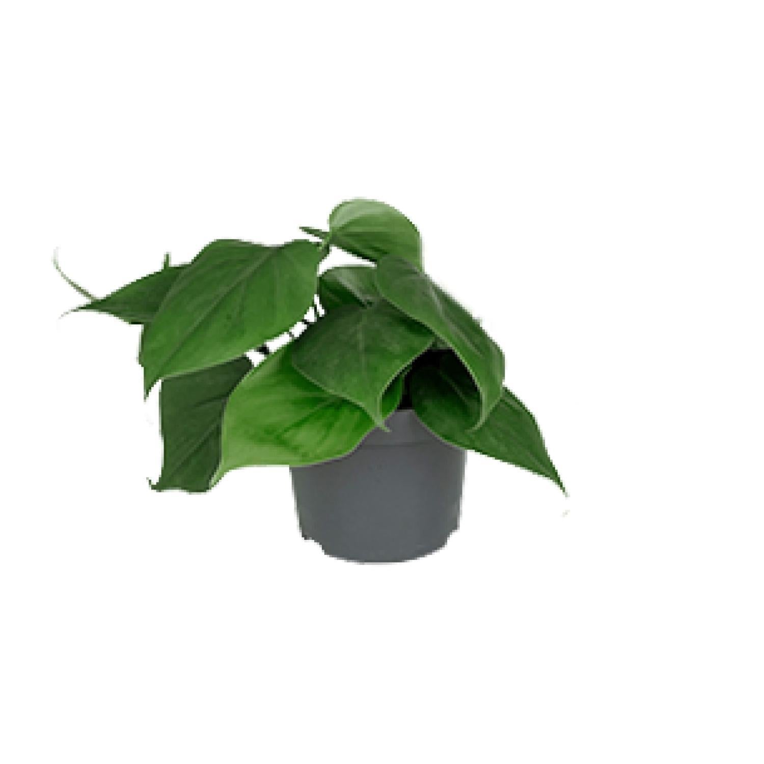 Herzblattphilodendron - Philodendron Scandens - Ø12cm - ↕15cm