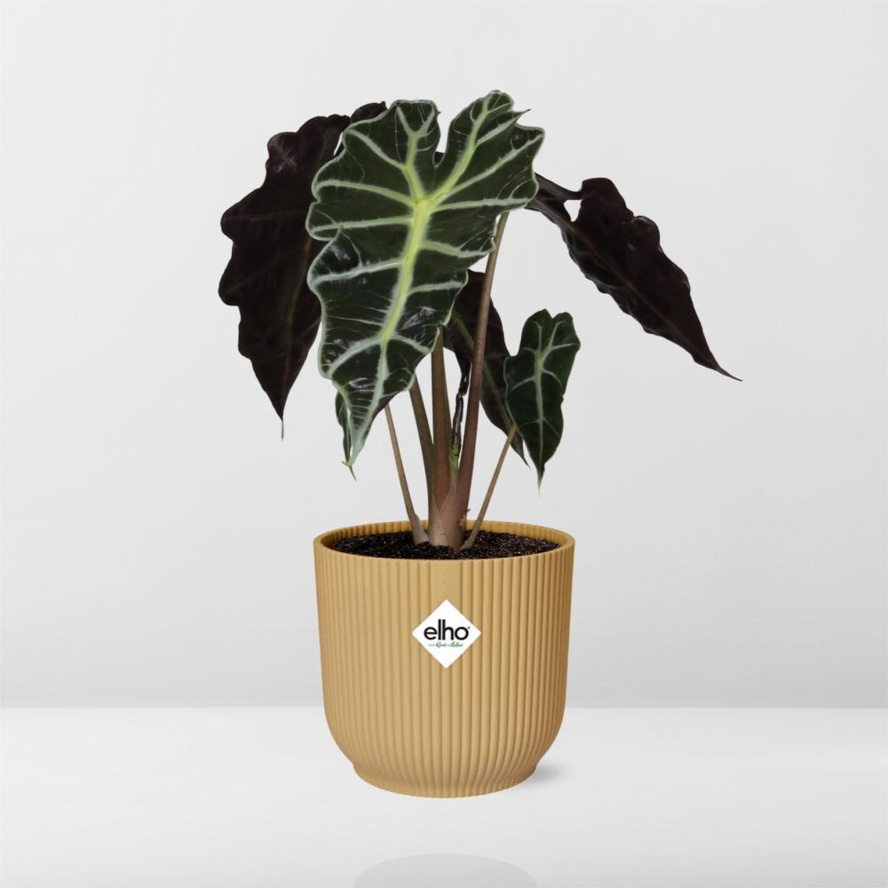 Elefantenohr - Alocasia ‘Polly’ in ELHO Vibes Fold 14cm Topf gelb