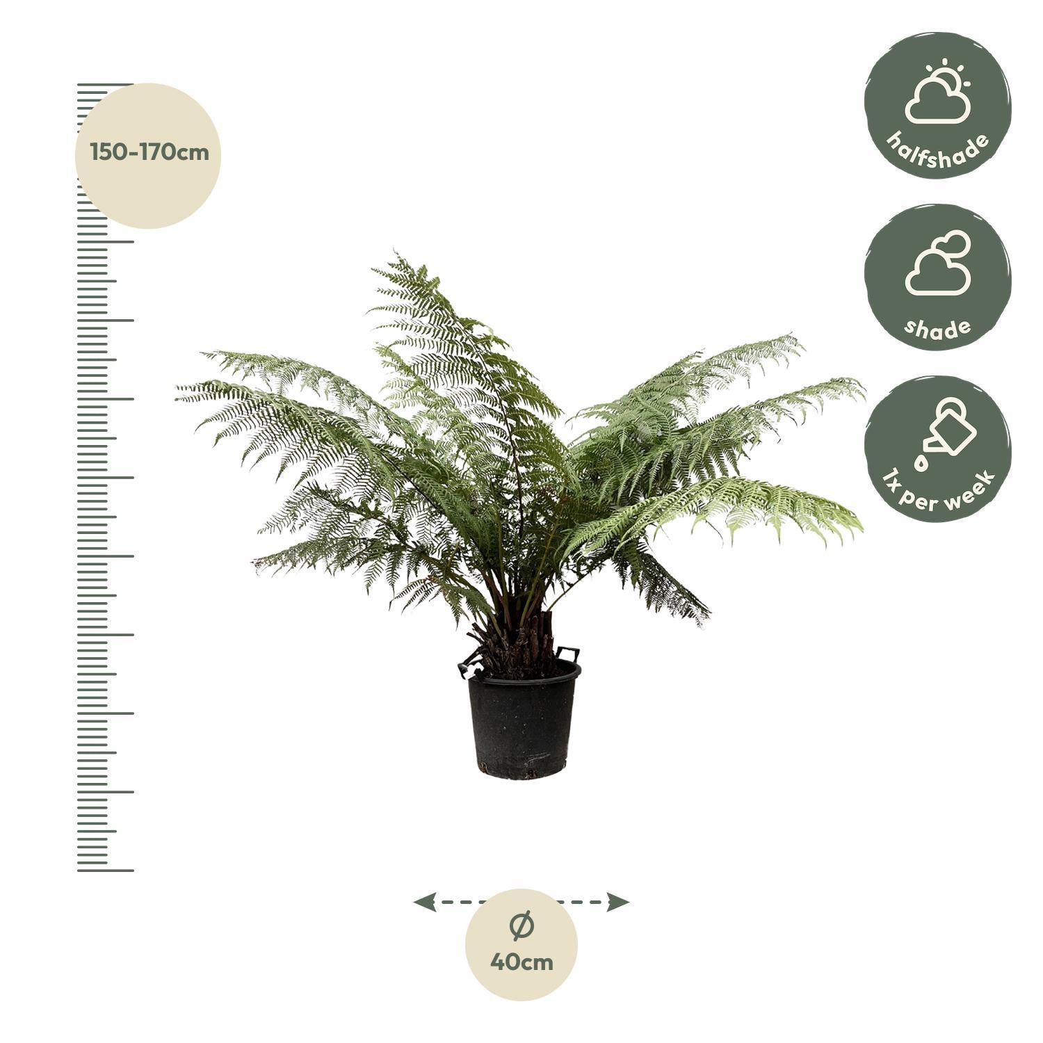 Tasmanischer Baumfarn - Dicksonia Antarctica - 160cm