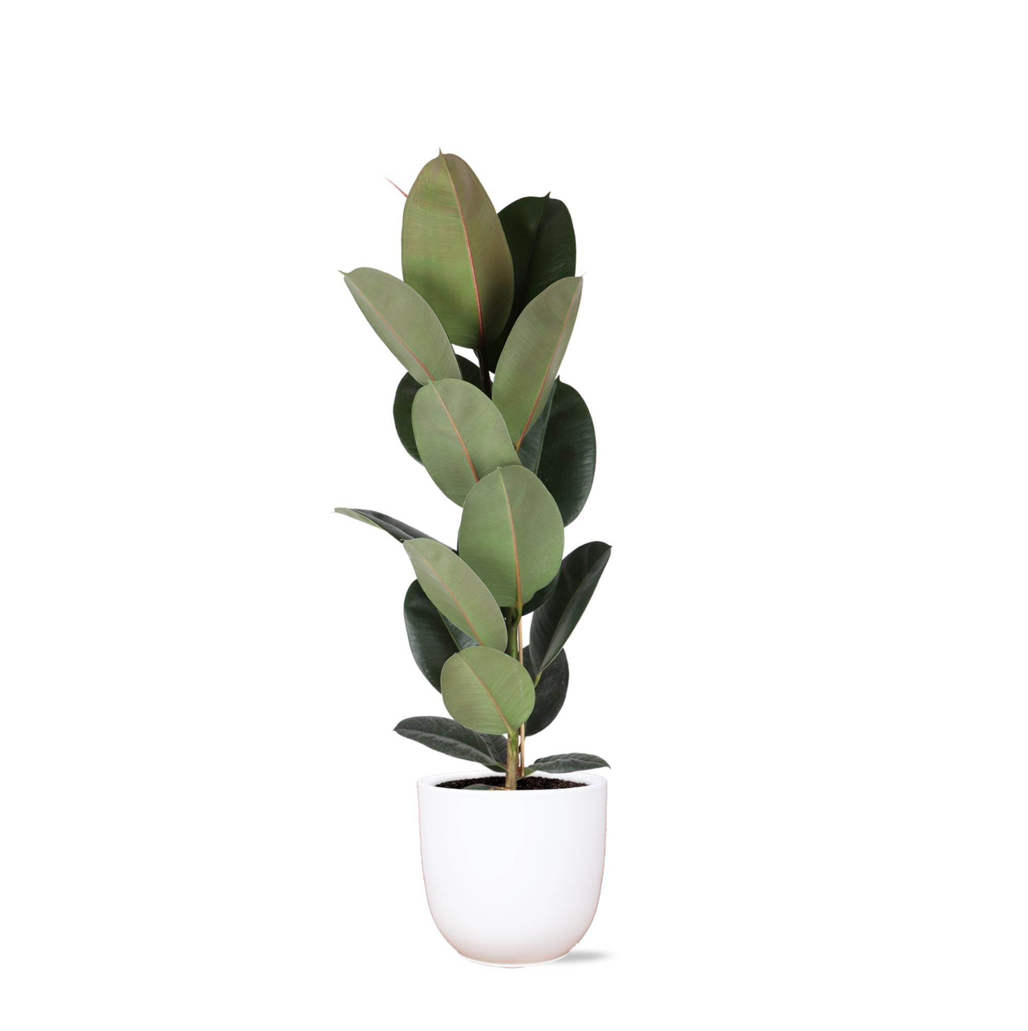 Gummibaum Ficus Elastica Robusta - Ø21cm - ↕90cm in Boule Topf weiß