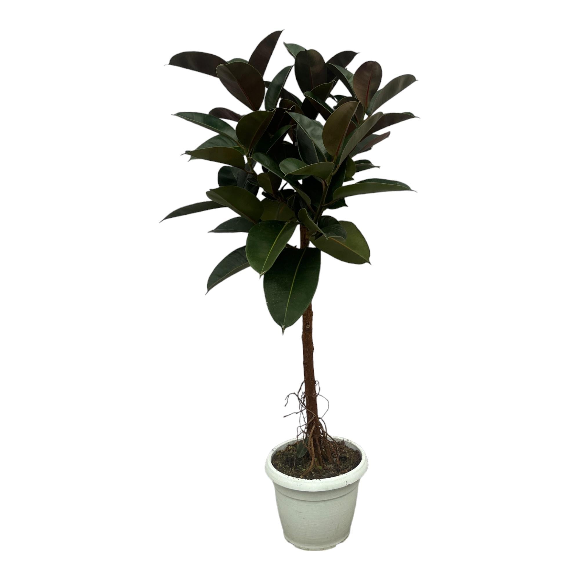 Gummibaum Ficus Elastica Robusta mit stamm - 140 cm - Ø32cm