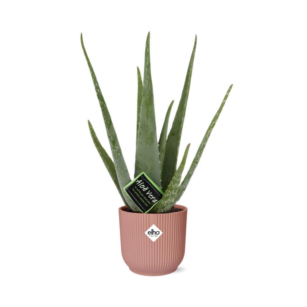 Aloe Vera 12cm in ELHO Vibes Fold 14cm Topf rosa