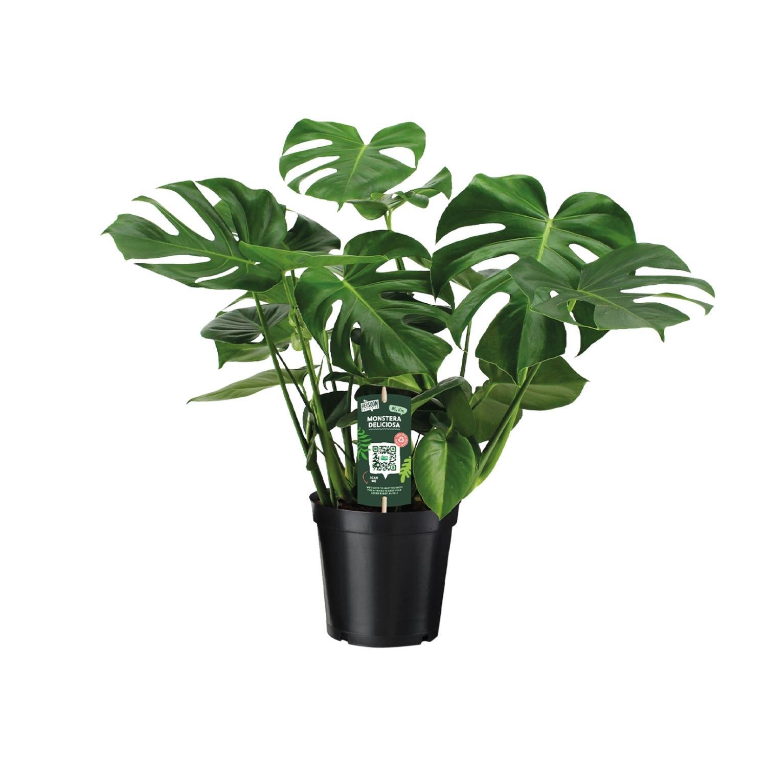 Monstera Deliciosa  - 65cm - Ø21 - Ø21 - 65cm